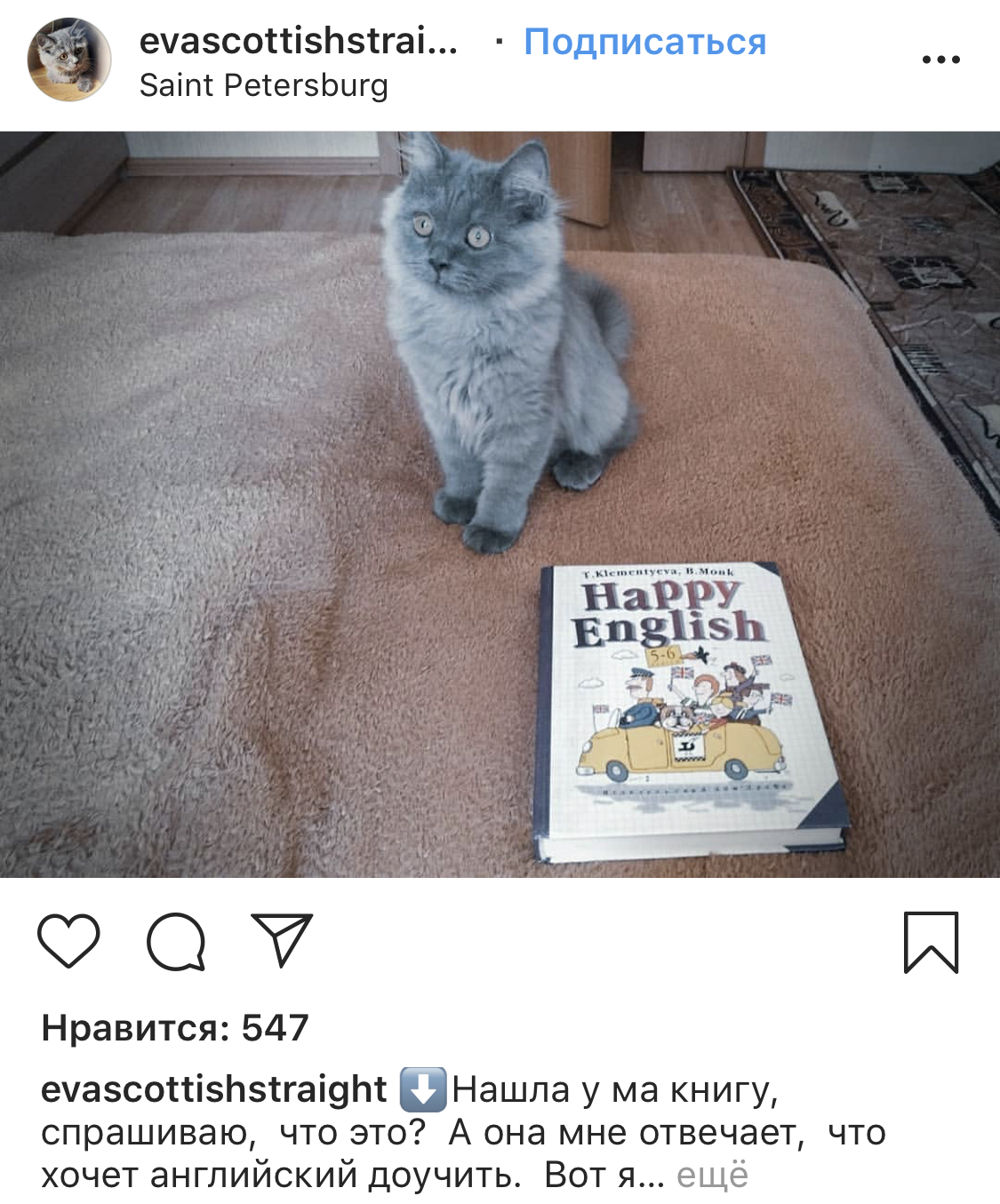 Cats from Instagram - cat, Catomafia, Moore, Instagram, Longpost