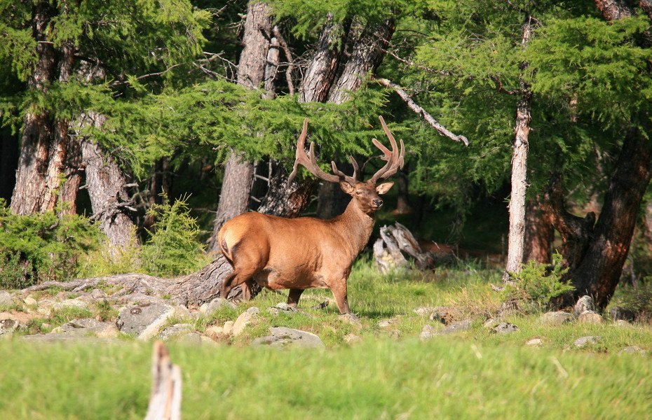 deer king - Izyubr, Transbaikalia, Taiga, Longpost