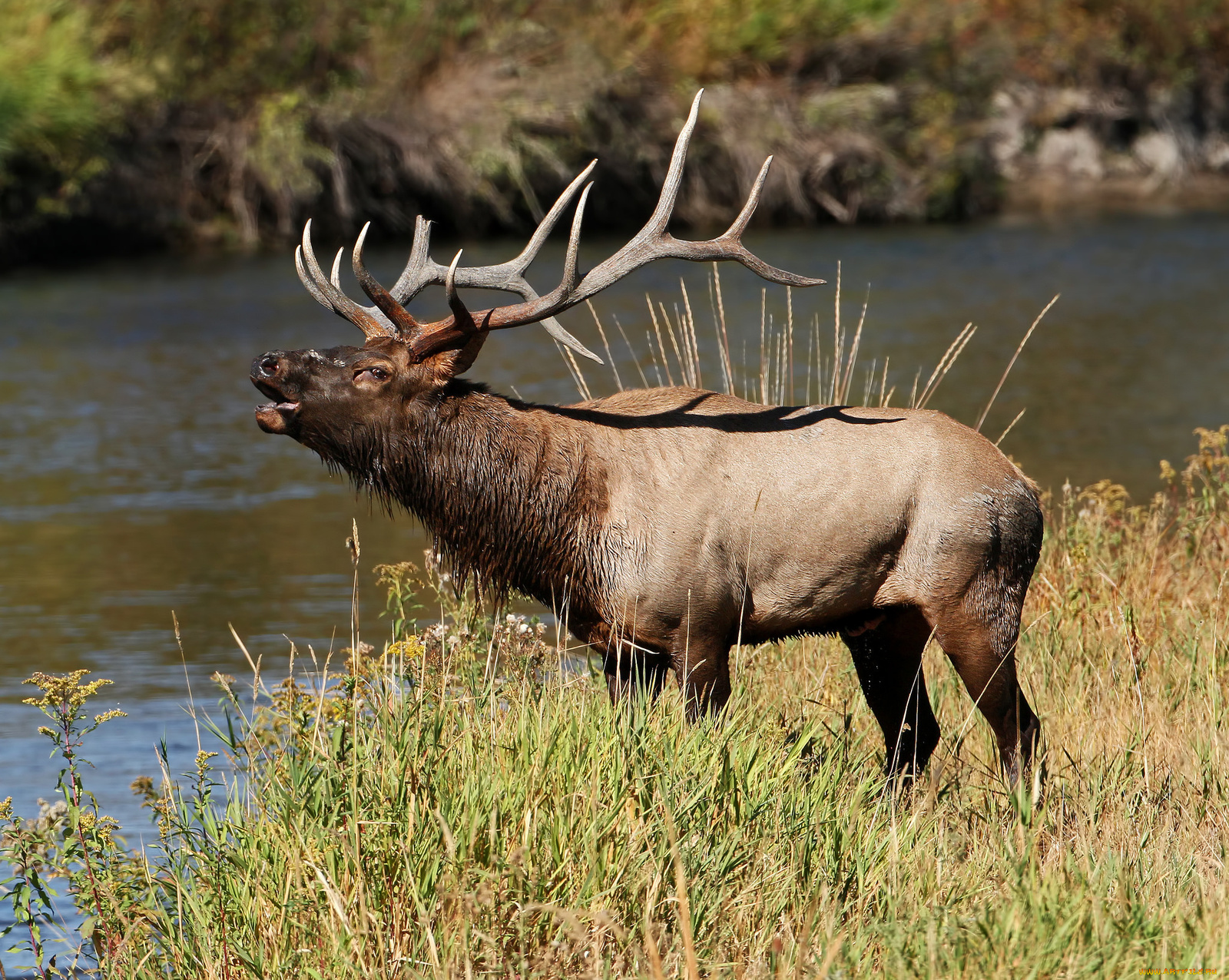 deer king - Izyubr, Transbaikalia, Taiga, Longpost