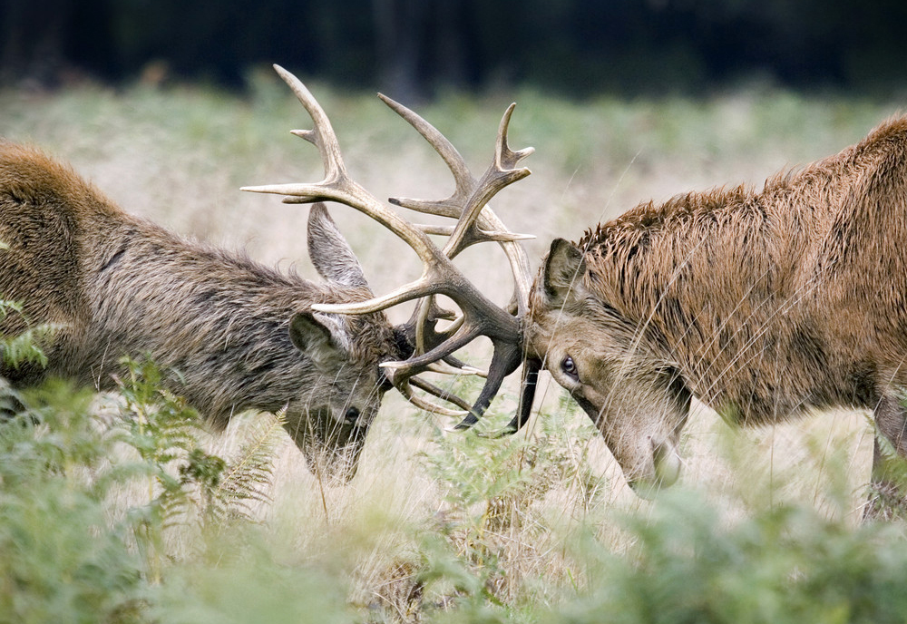 deer king - Izyubr, Transbaikalia, Taiga, Longpost