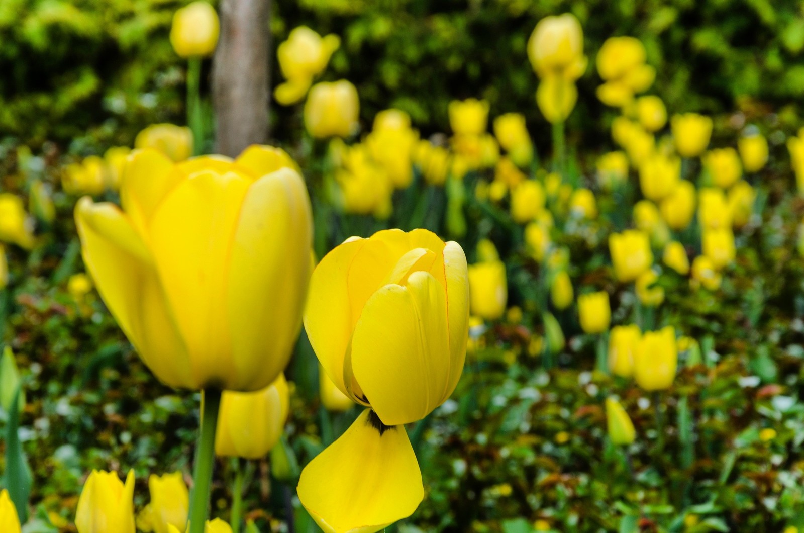 Flowers in Gorky Park - My, Tulips, Spring, Landscape, Moscow, Flowers, Longpost