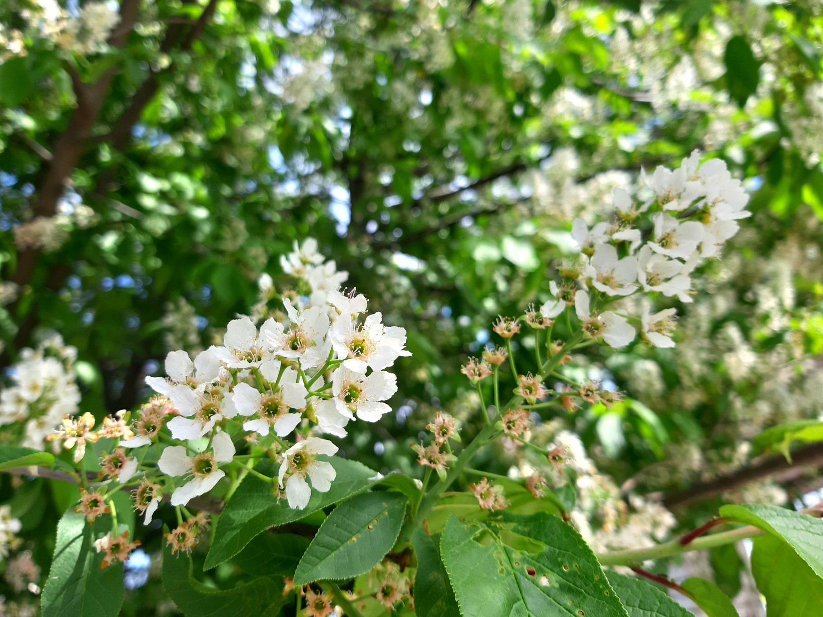 The bird cherry blossomed, dressed up. - Bloom, Spring, Bird cherry, Longpost