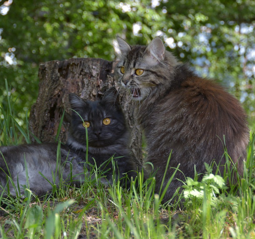 Cutlet - My, cat, Foundling, Longpost