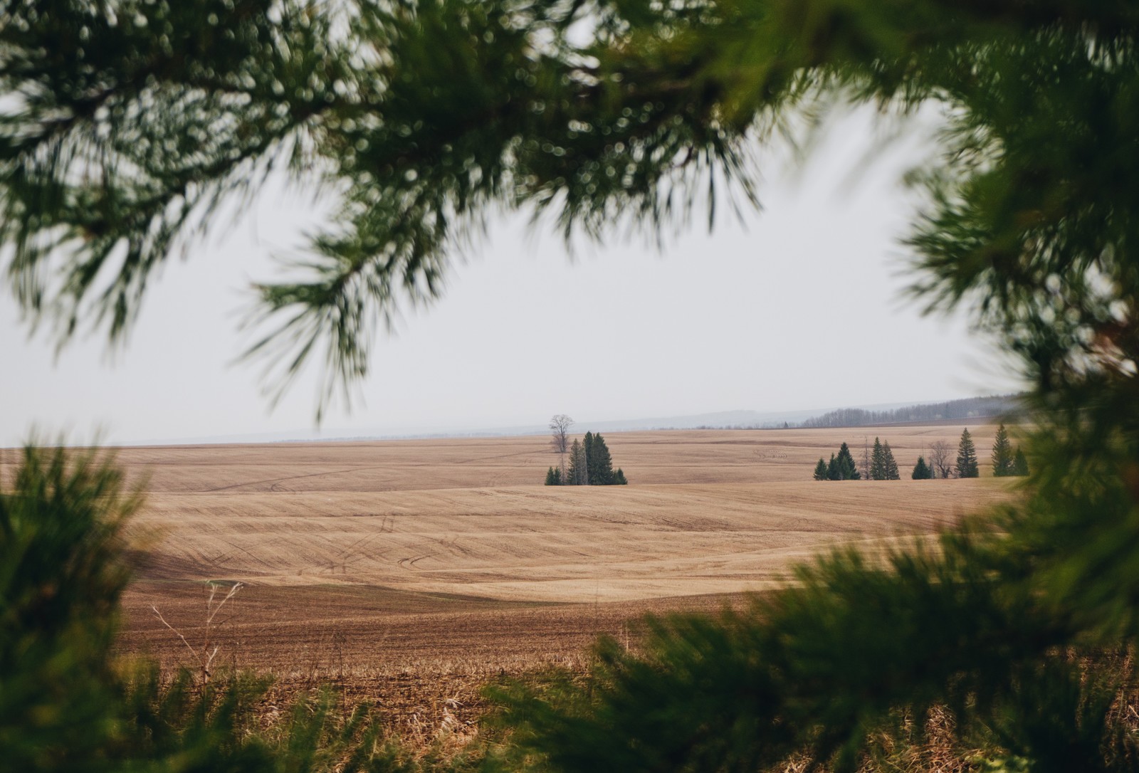 Spring, native :) - My, Nature, Field, Spring