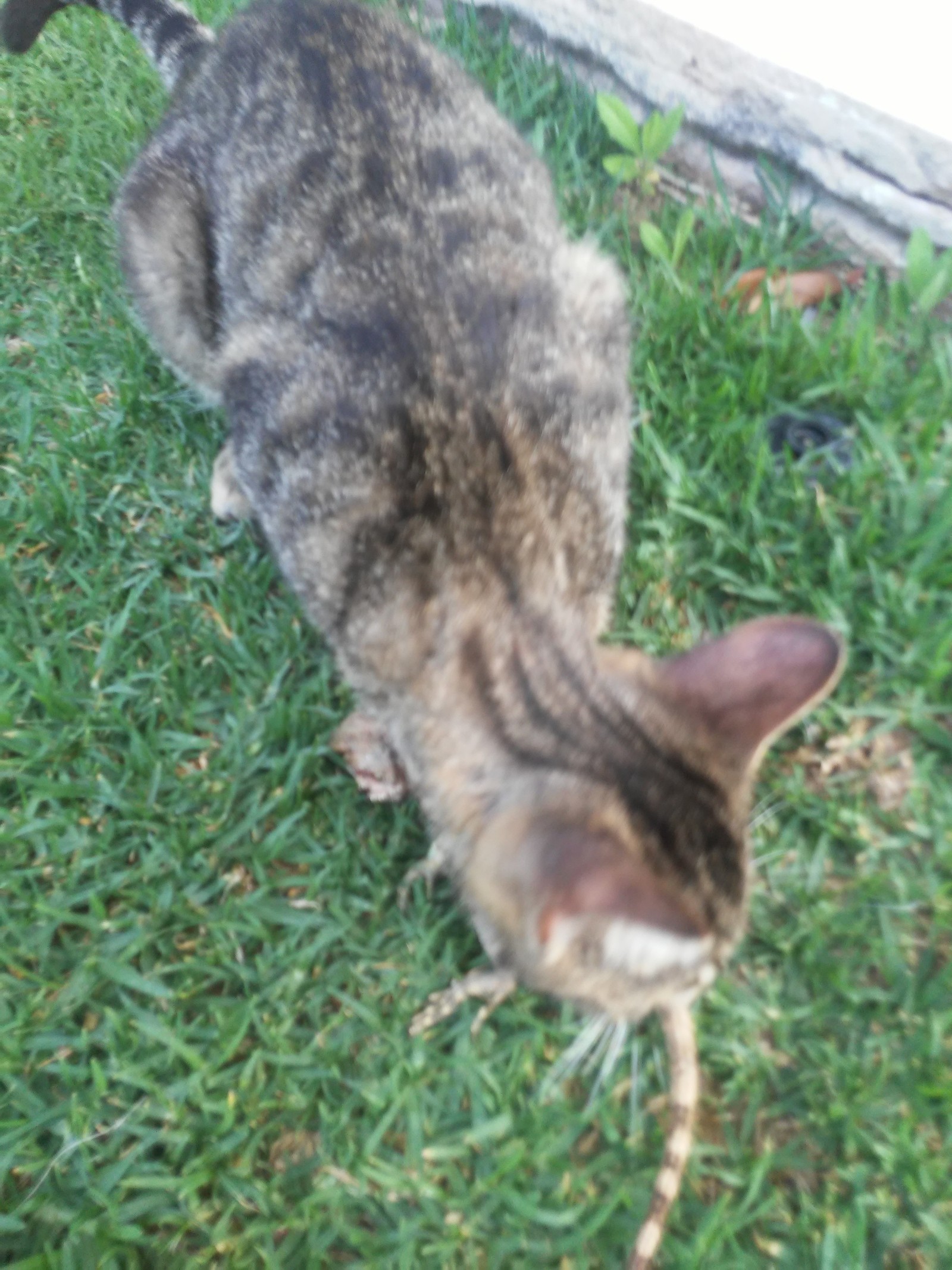 Huntress - My, Cyprus, Lizard, Longpost, cat, Hunter