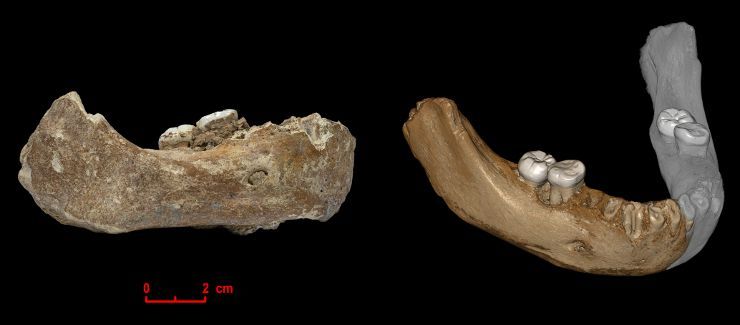 Вместо йети в горах Тибета «поймали» денисовца - Денисовский человек, Тибет, Гоминиды, Гоминины, Древние люди, Длиннопост