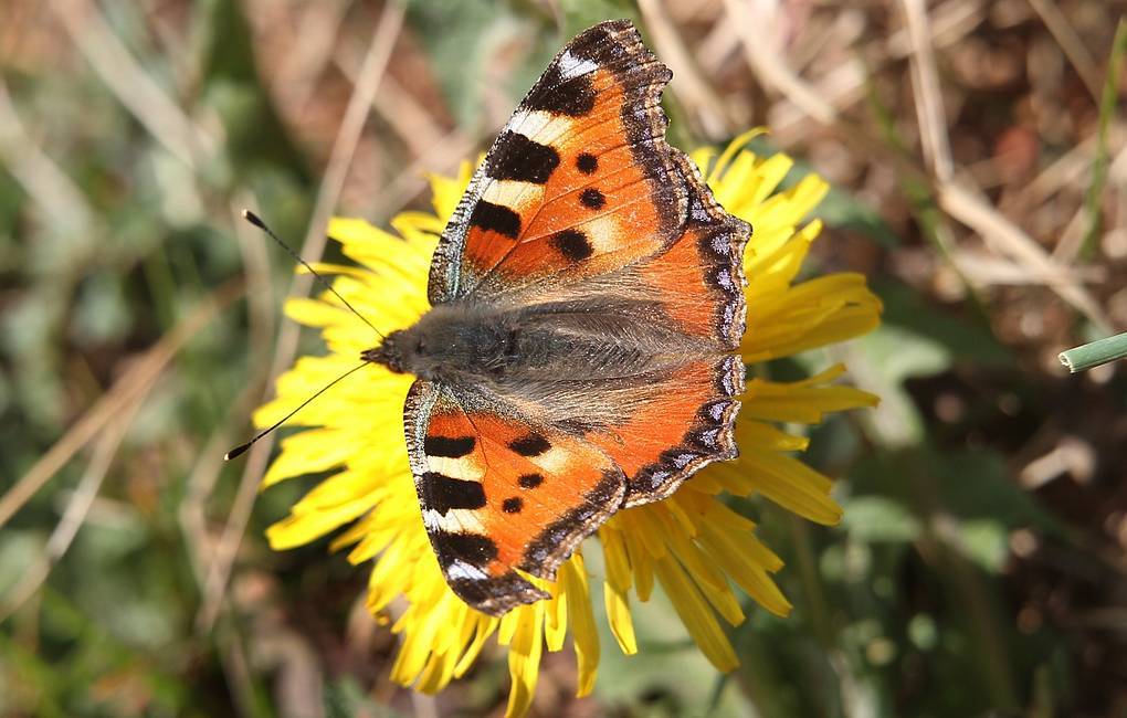 The most spring butterfly - Transbaikalia, Nature, Longpost