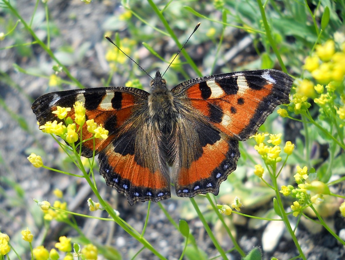 The most spring butterfly - Transbaikalia, Nature, Longpost