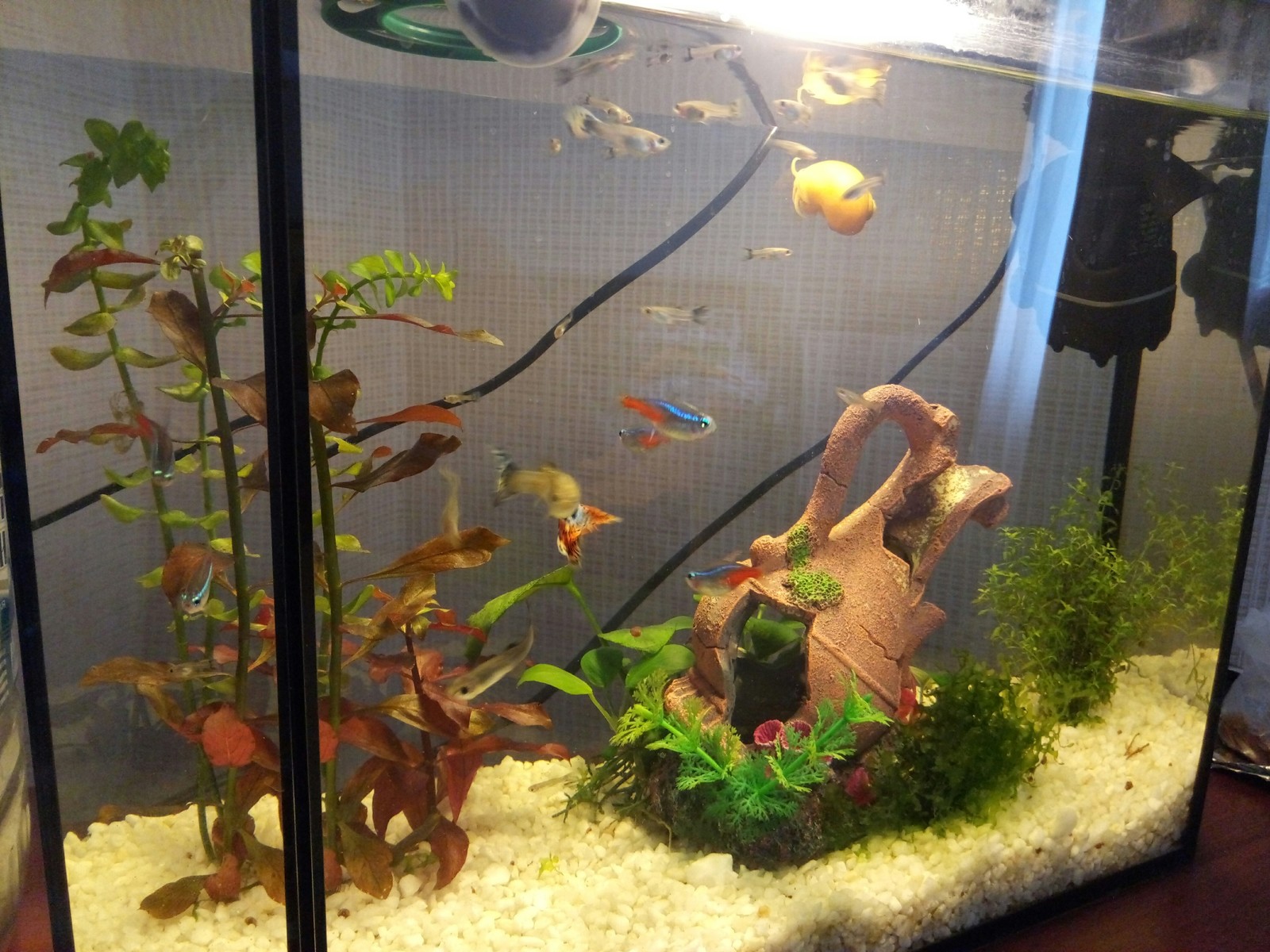 I just want to share - My, Aquarium fish, Aquarium, Hobby, Longpost