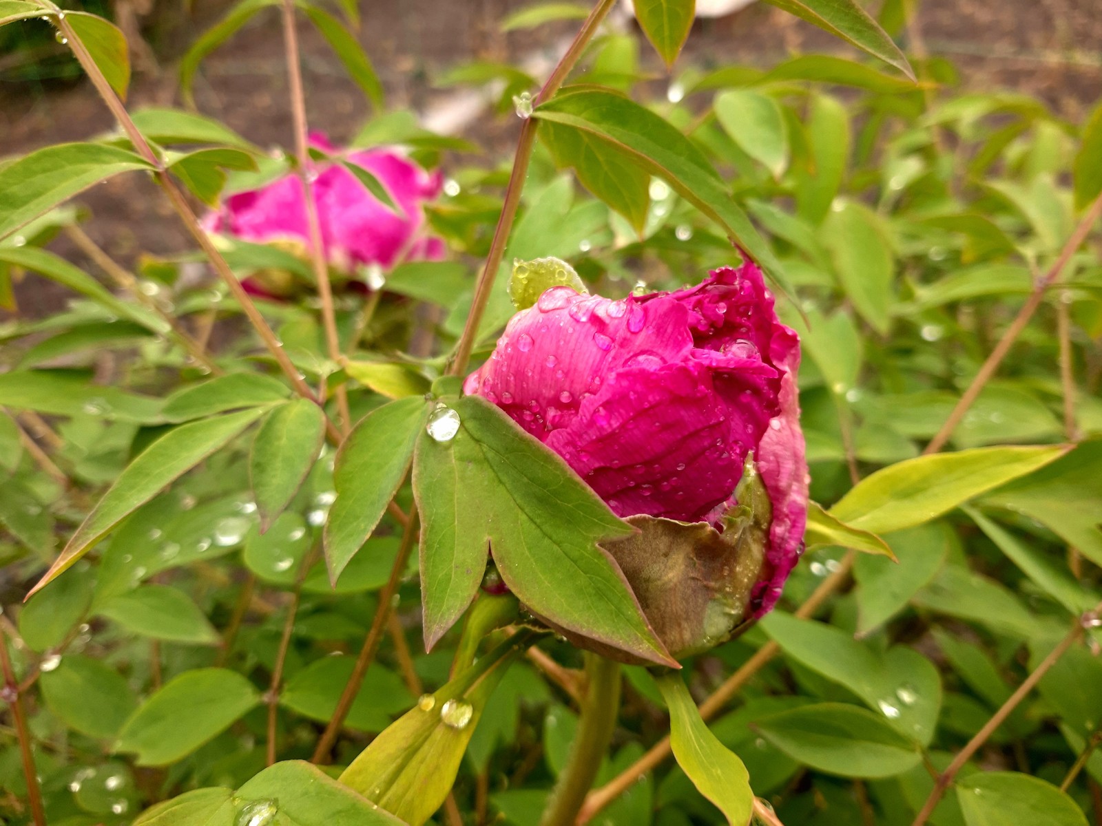 tree peony - My, Peonies, Bloom, Spring, Flowers, Longpost