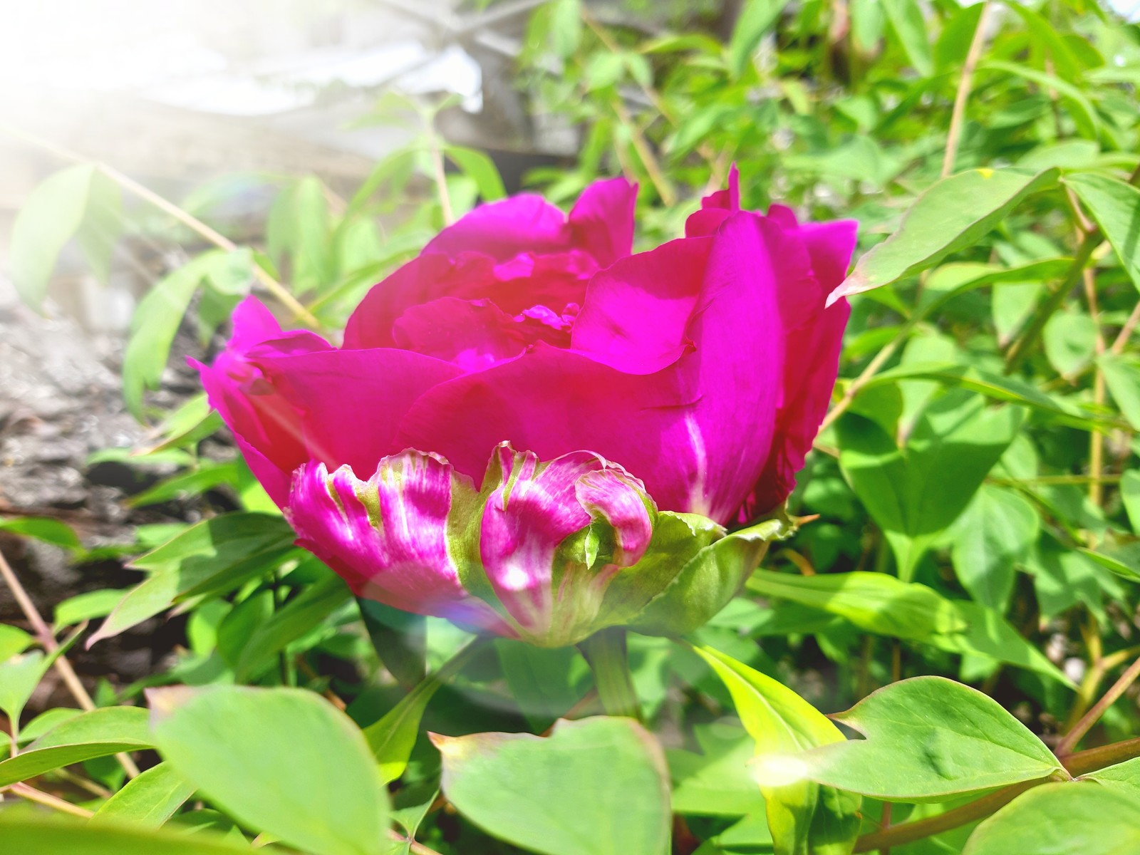 tree peony - My, Peonies, Bloom, Spring, Flowers, Longpost