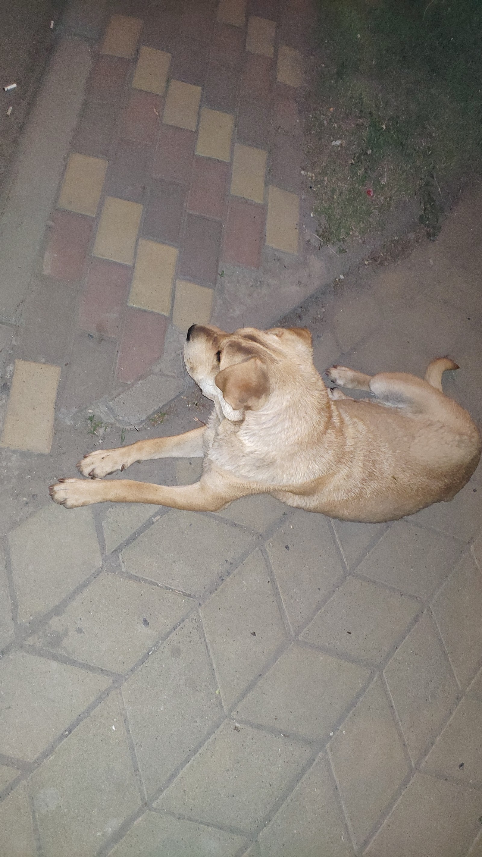 Found dog. - My, Found a dog, Dog, Longpost, Rostov-on-Don, Animals, Help, No rating, Helping animals