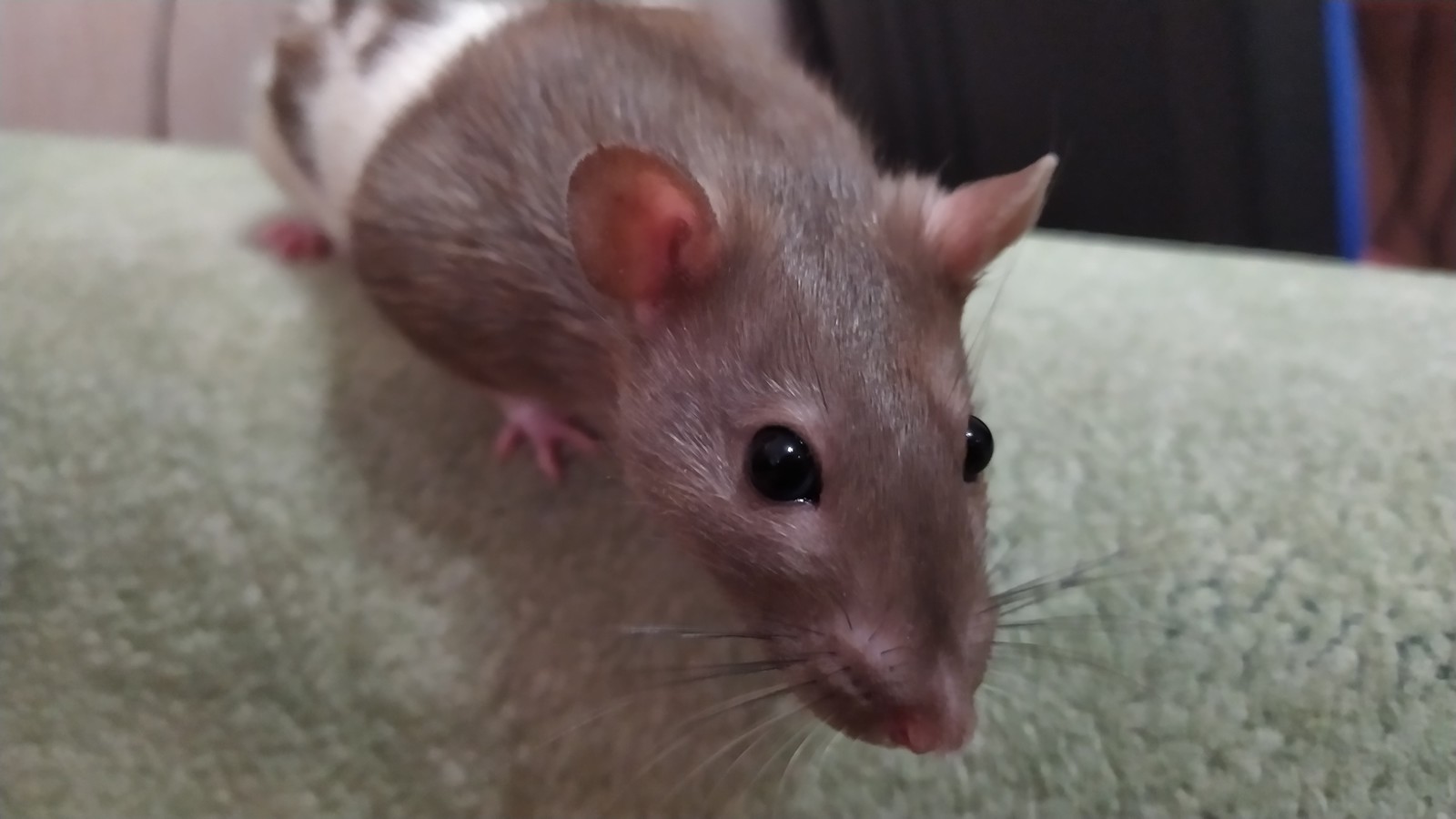 My friend's rats - My, Rat, Decorative rats, Curiosity, Livestock, Longpost, Animals