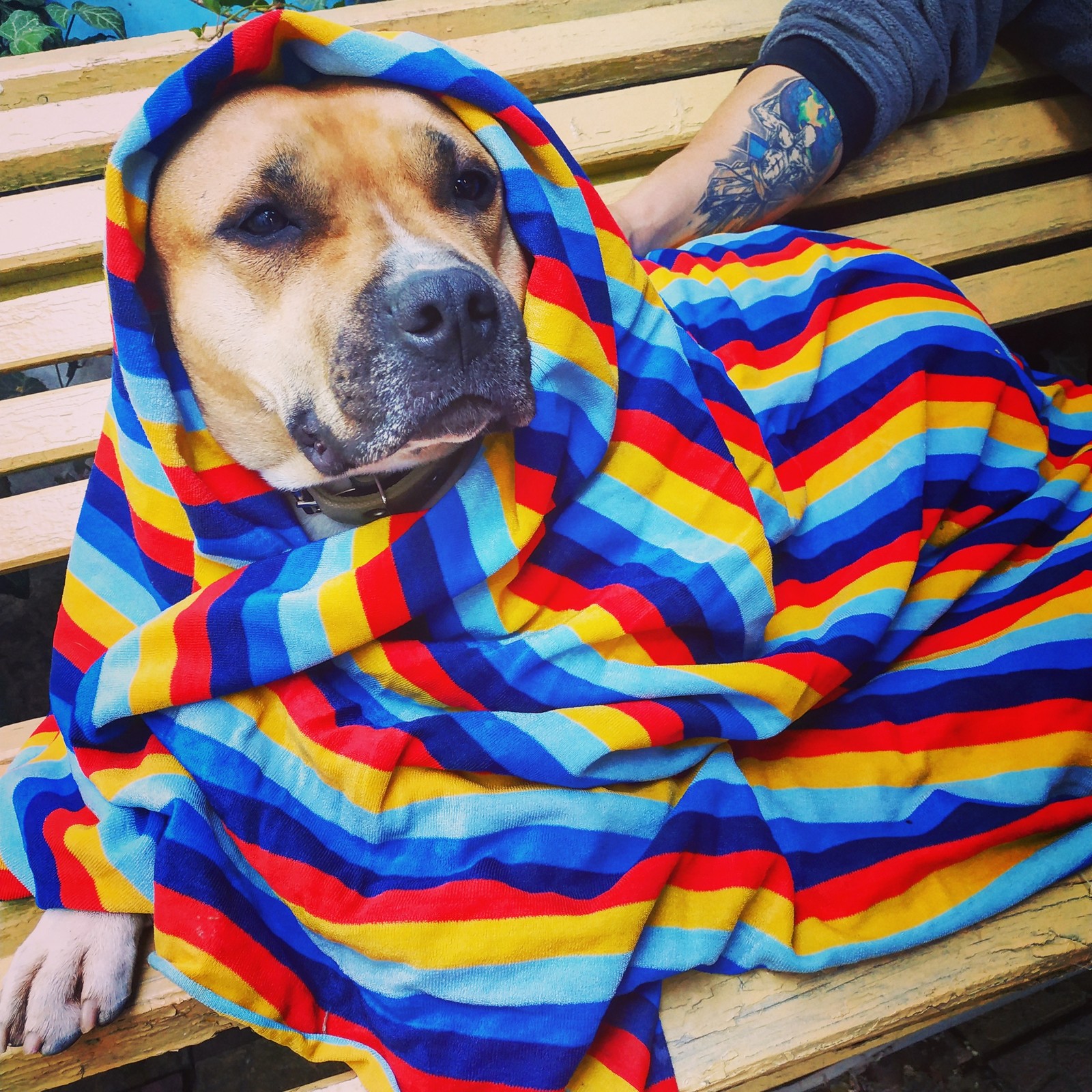 Summer resident) - My, Amstaff, Dog, Mayevka, Dacha, Longpost