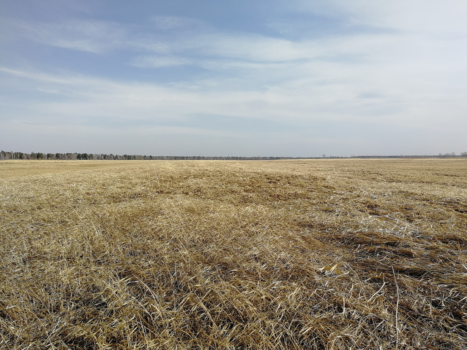 Field - My, The photo, Field, Landscape