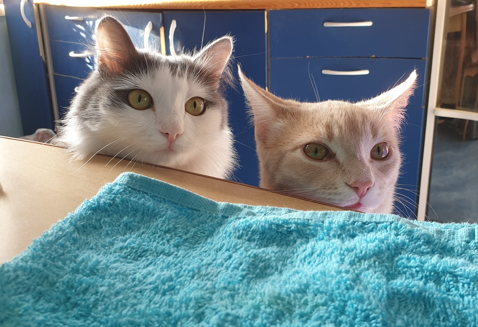 When you didn't push the stool under the table - My, Dinner, cat, The photo