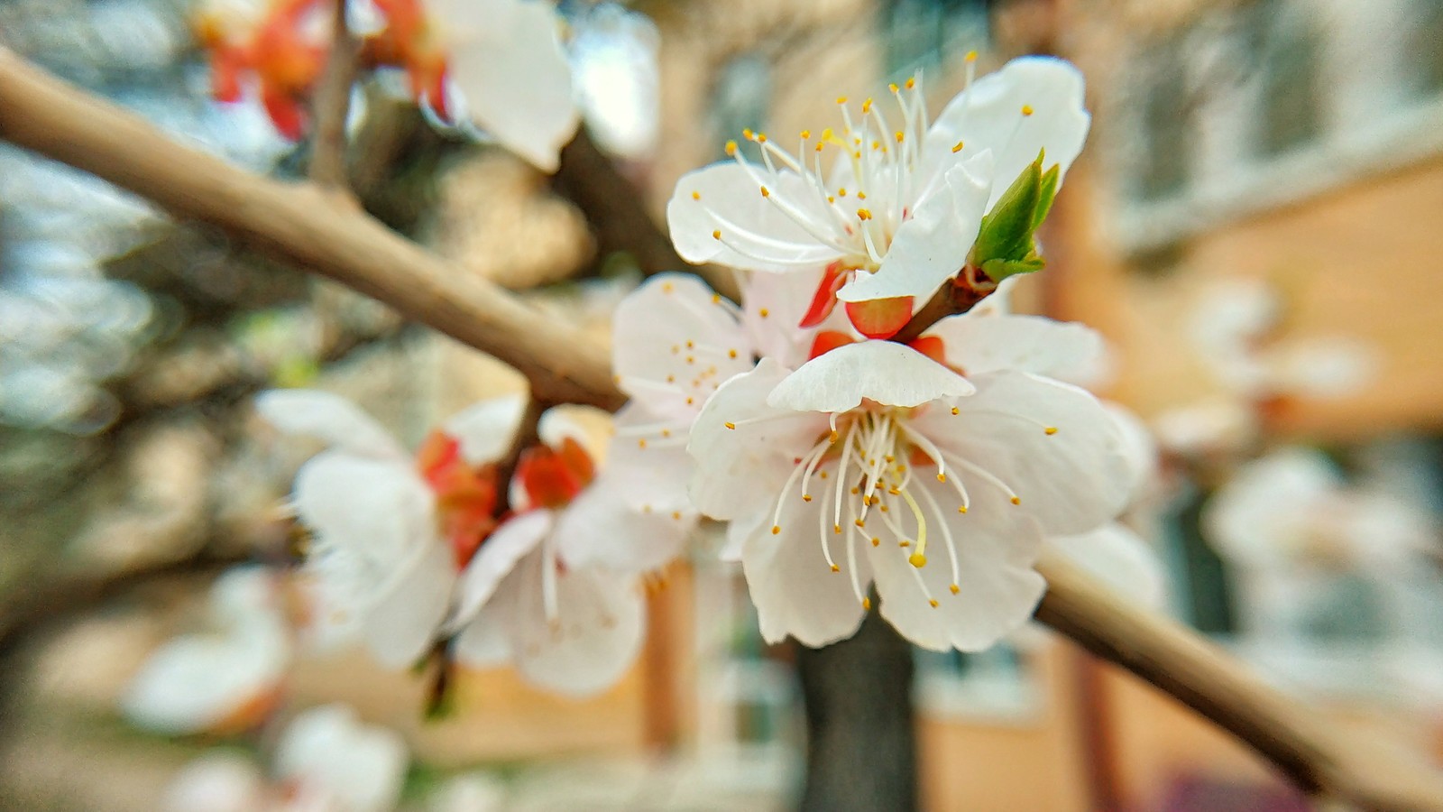 Sakura - My, Apricot, Xiaomi redmi Note 5, Spring