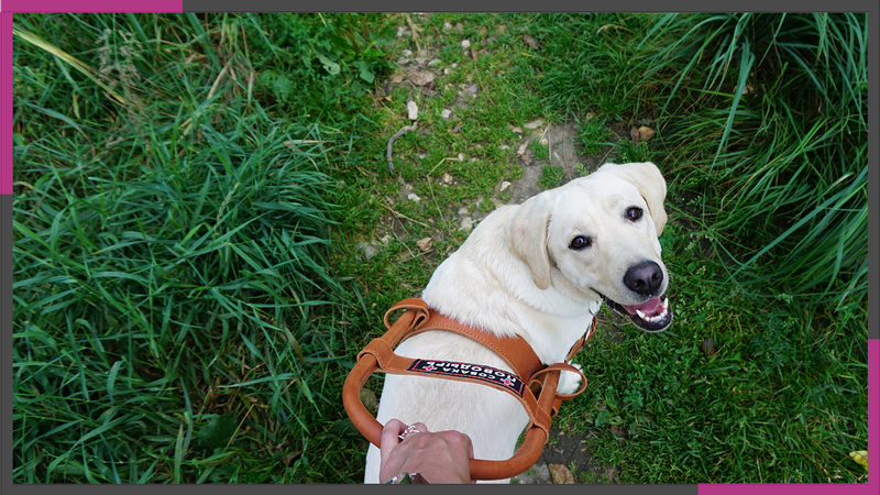 LIVING WITH A GUIDE DOG: LITIGATIONS, RUNNER GUIDES AND TEACHER DOGS - Longpost, The blind, Blind, Another look, Guide-dog, Inclusion, My