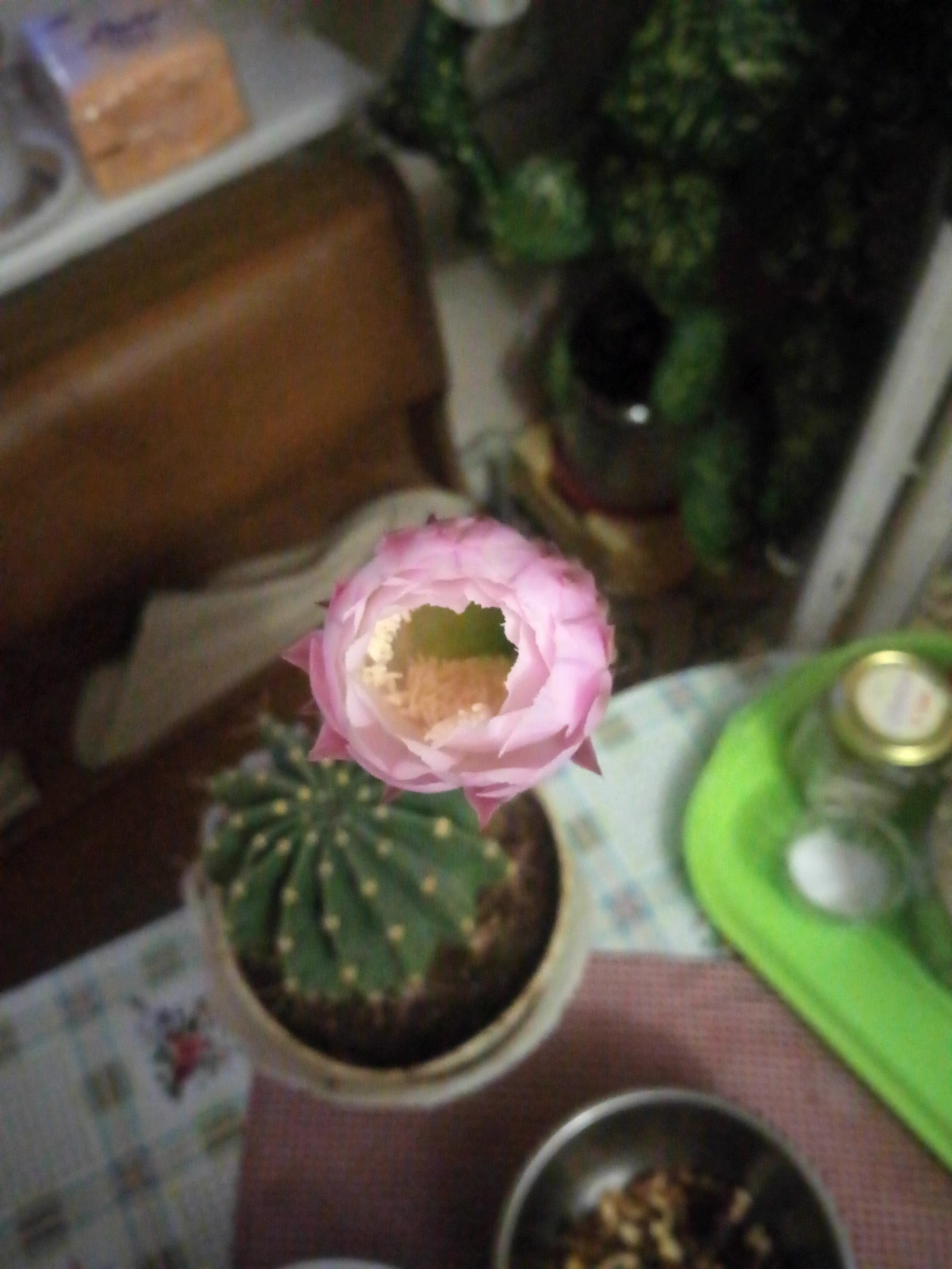 Every 7 months he pleases us with such beauty - My, Cactus, Flowers, Bloom, beauty, Longpost