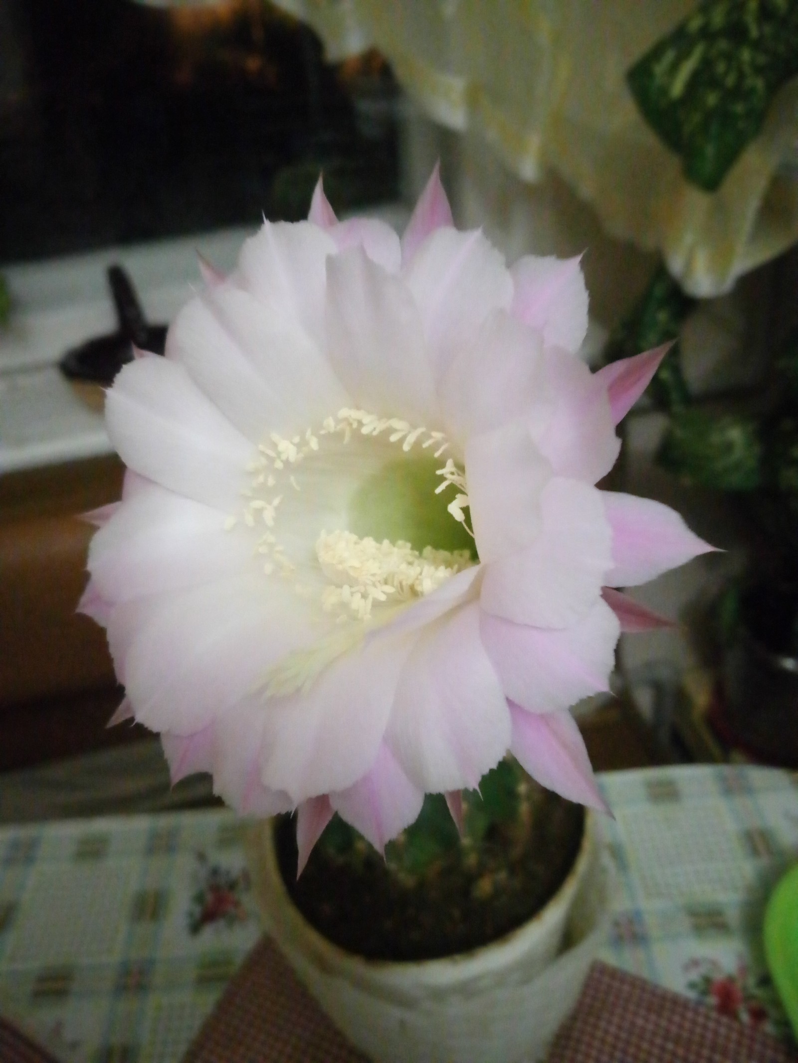 Every 7 months he pleases us with such beauty - My, Cactus, Flowers, Bloom, beauty, Longpost