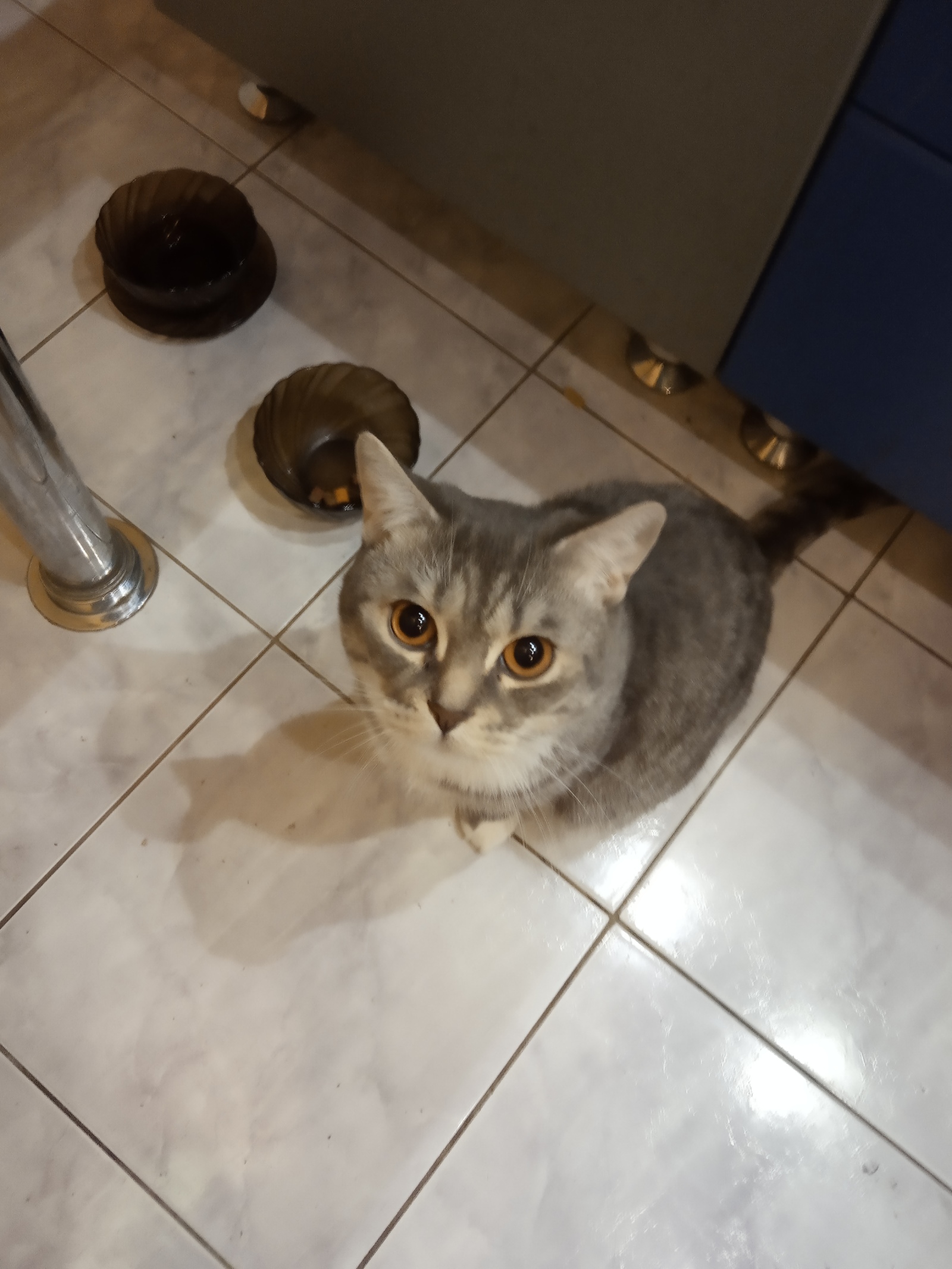 Where does the food from the bowls go? - My, cat, Pets