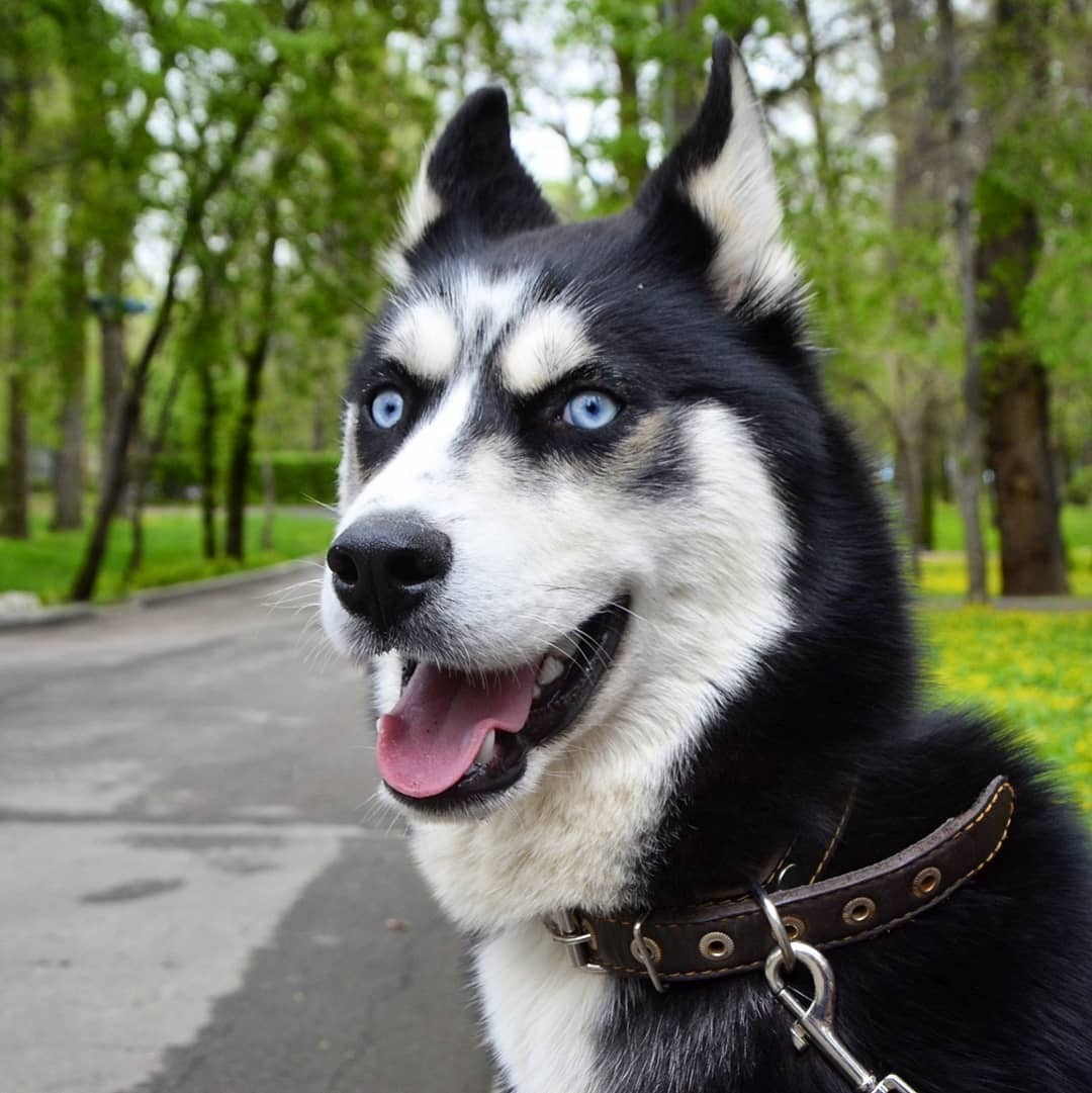 Babak dog - Dog, Husky, Babaka, Pets, The photo, Longpost