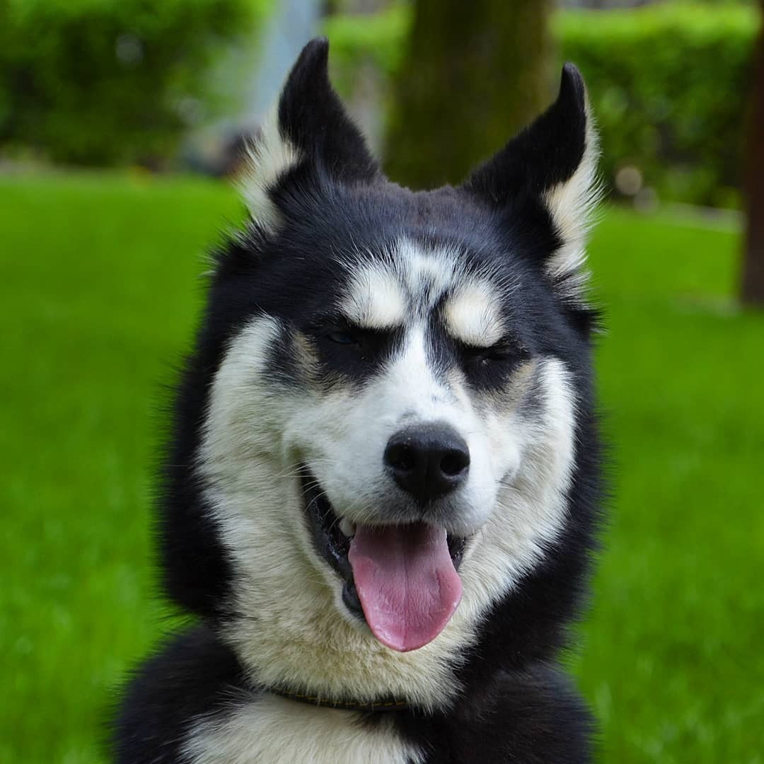 Babak dog - Dog, Husky, Babaka, Pets, The photo, Longpost