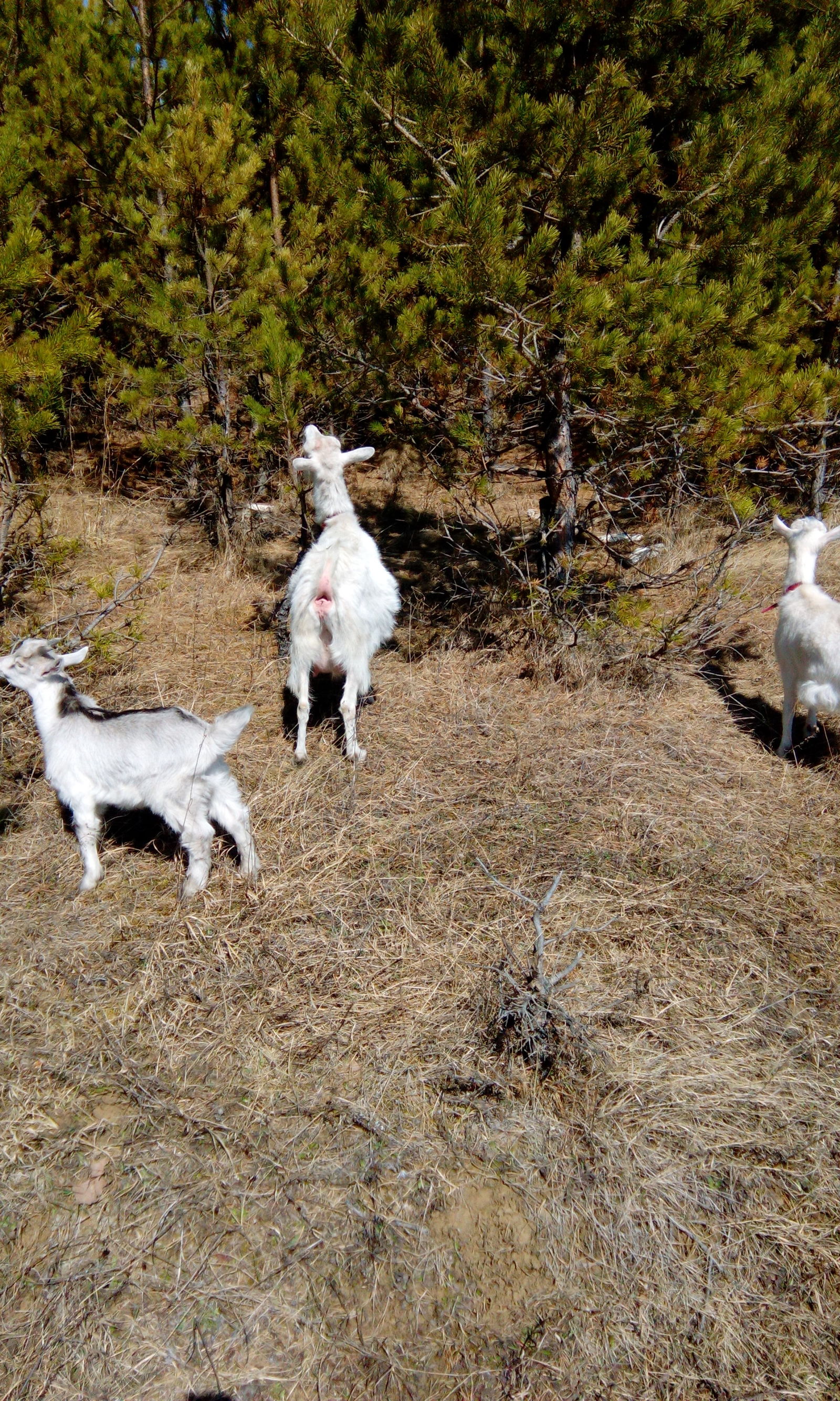 Lisitsyn house -10 - My, Village, Animals, Livestock, Longpost