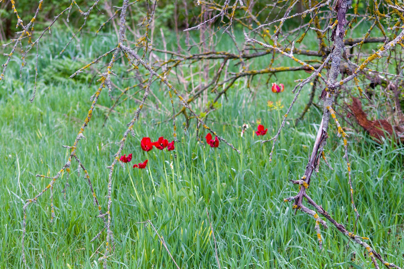 Downshifting among flowers - My, The photo, beauty of nature