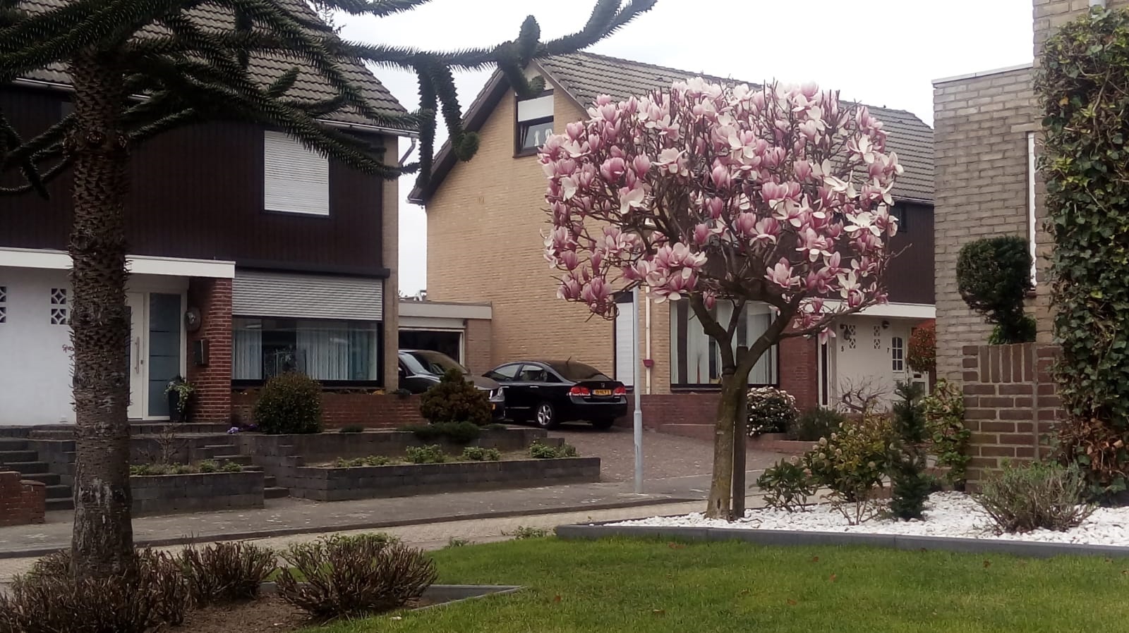 Spring in the Netherlands. Tulips and even a tulip tree - My, Tulips, Flowers, Limburg, Longpost, Netherlands, Netherlands (Holland), Tulip tree