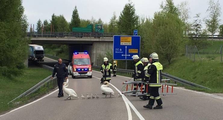 And let the whole world wait - Swans, Family, Track, Firefighters, Road safety, Care, Facebook, Germany, Longpost