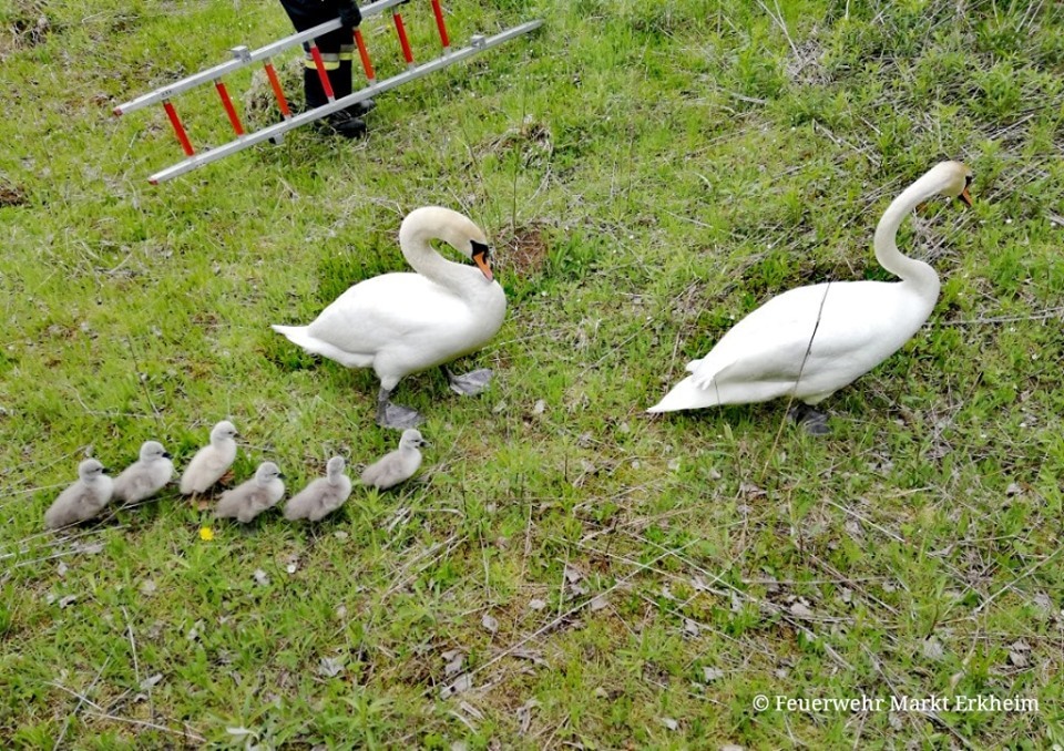 And let the whole world wait - Swans, Family, Track, Firefighters, Road safety, Care, Facebook, Germany, Longpost