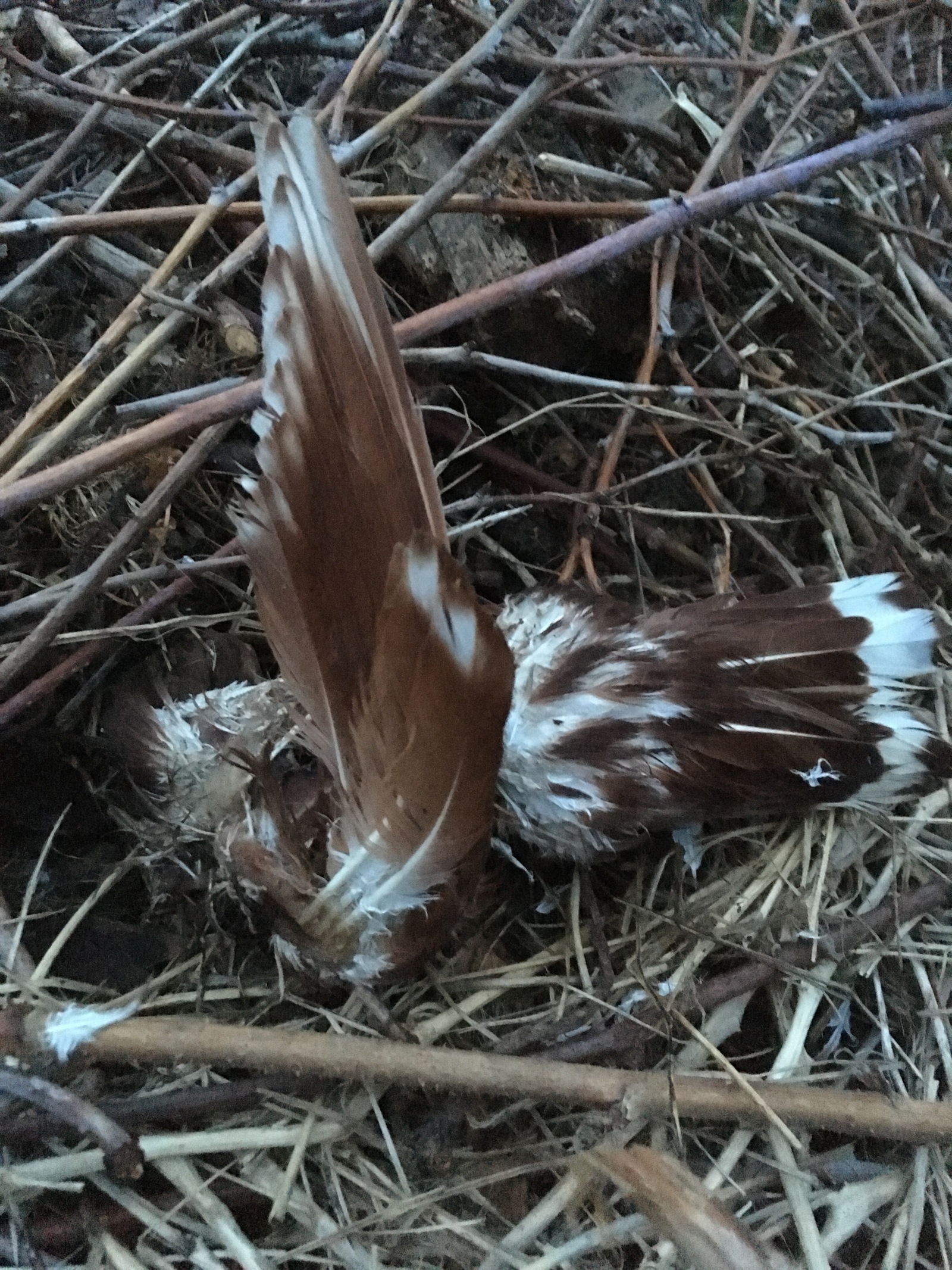 Help identify this bird! - My, No rating, Help, Birds, What kind of bird?, Longpost