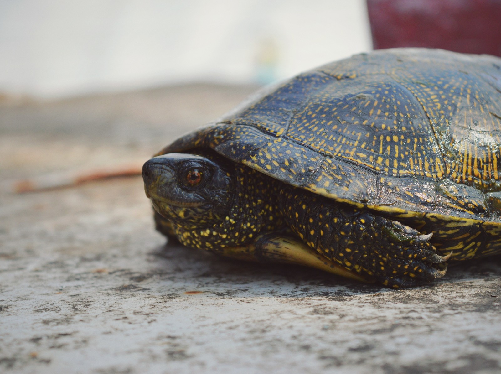 A small dragon or just a little turtle in a ribbon. Part 1. - My, Turtle, Animals, Nature, The photo, Spring, Dacha, Flowers, Longpost