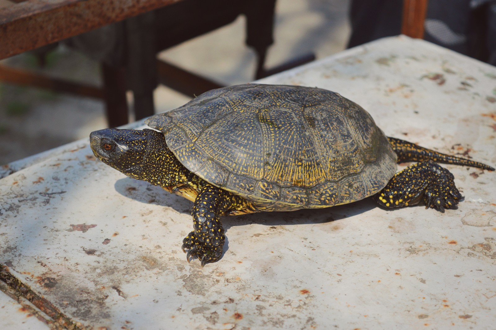 A small dragon or just a little turtle in a ribbon. Part 1. - My, Turtle, Animals, Nature, The photo, Spring, Dacha, Flowers, Longpost