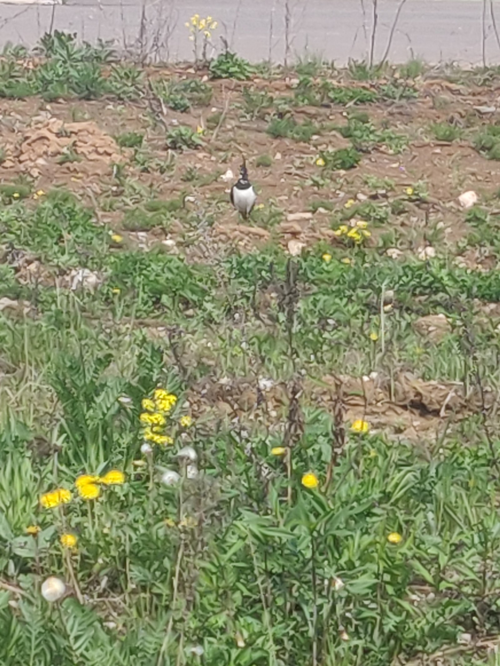 Not known birds - My, What kind of bird?, Moscow, A loss, Longpost