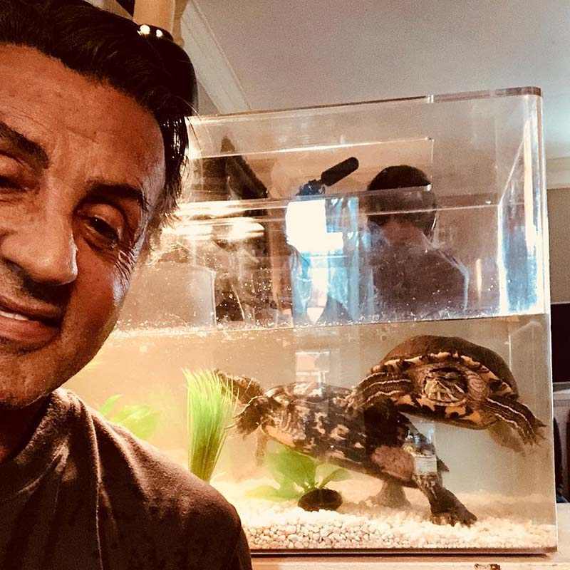 Sylvester Stallone and the two Rocky turtles meet after almost 45 years. - Rocky, Sylvester Stallone, Turtle, Friends, Meeting, Video, Longpost