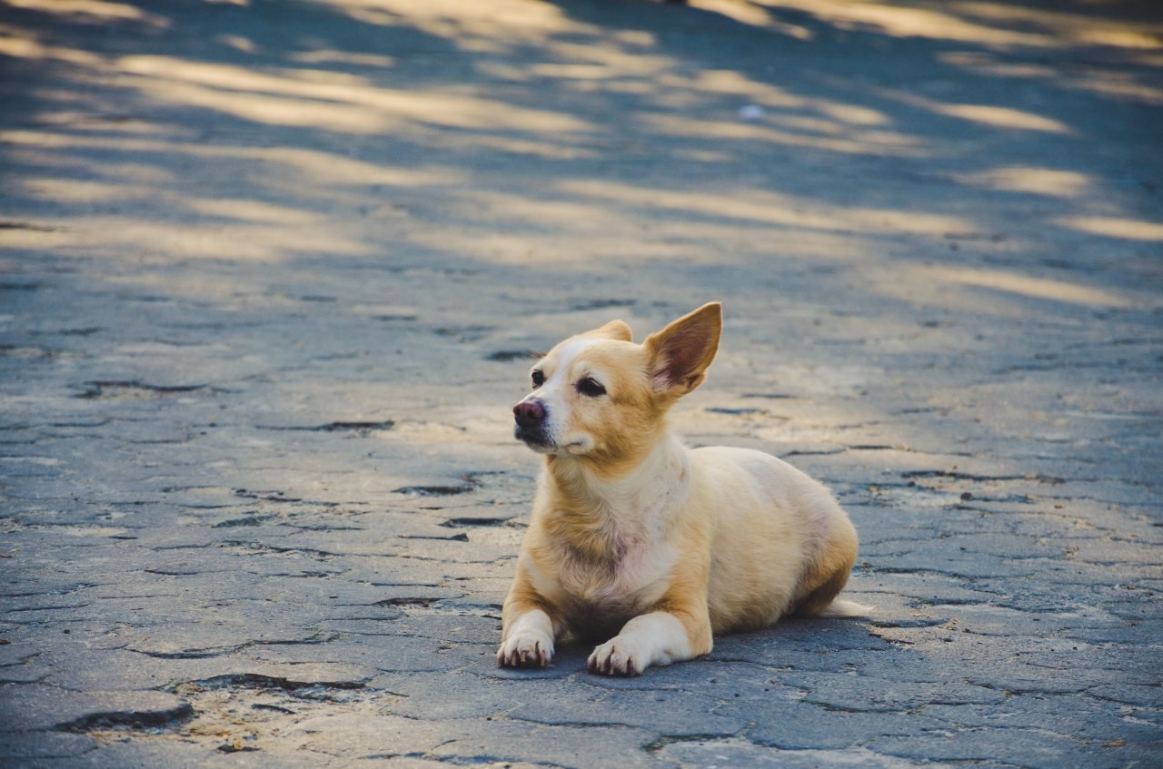 Dog dog #1 - My, Dog, Friend of human, Photo hunting, The photo, Nikon d5100