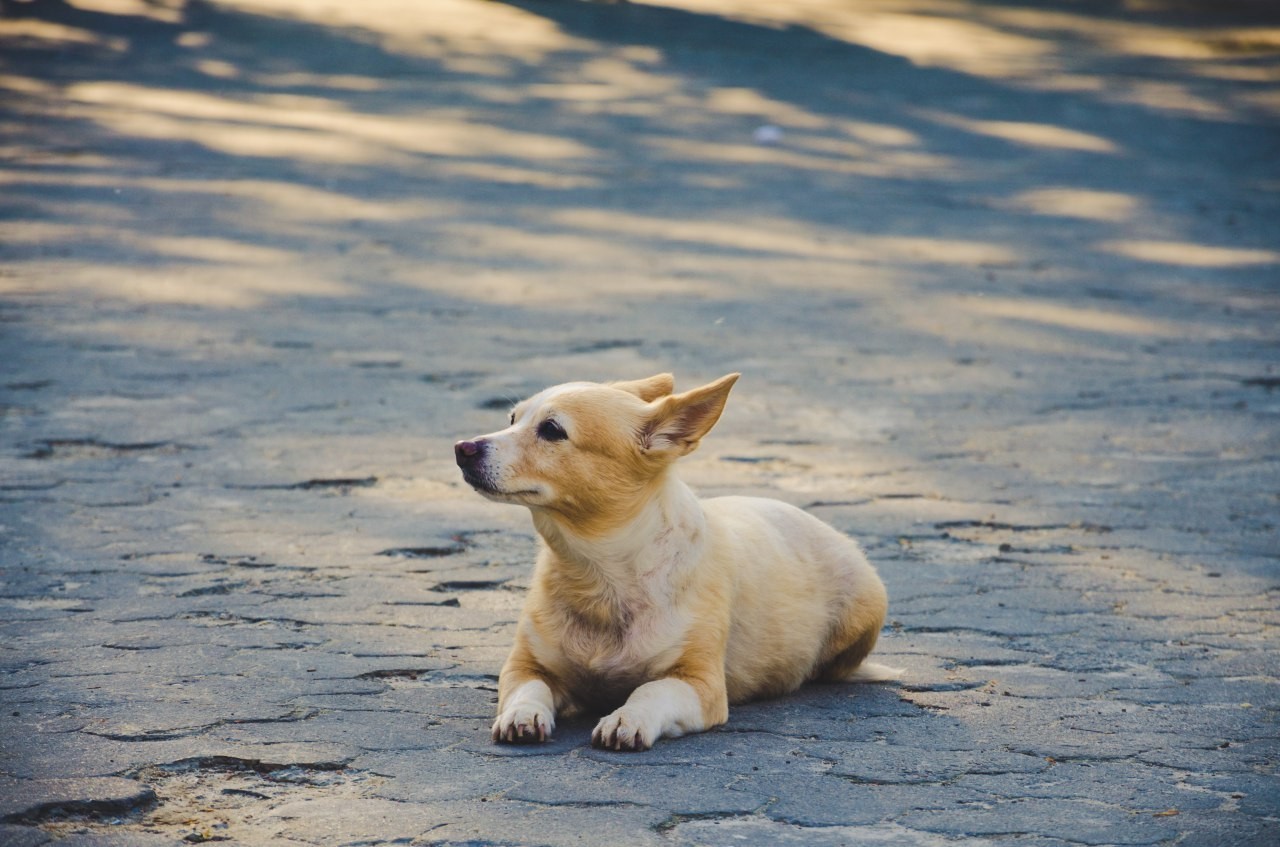 Dog dog #1 - My, Dog, Friend of human, Photo hunting, The photo, Nikon d5100