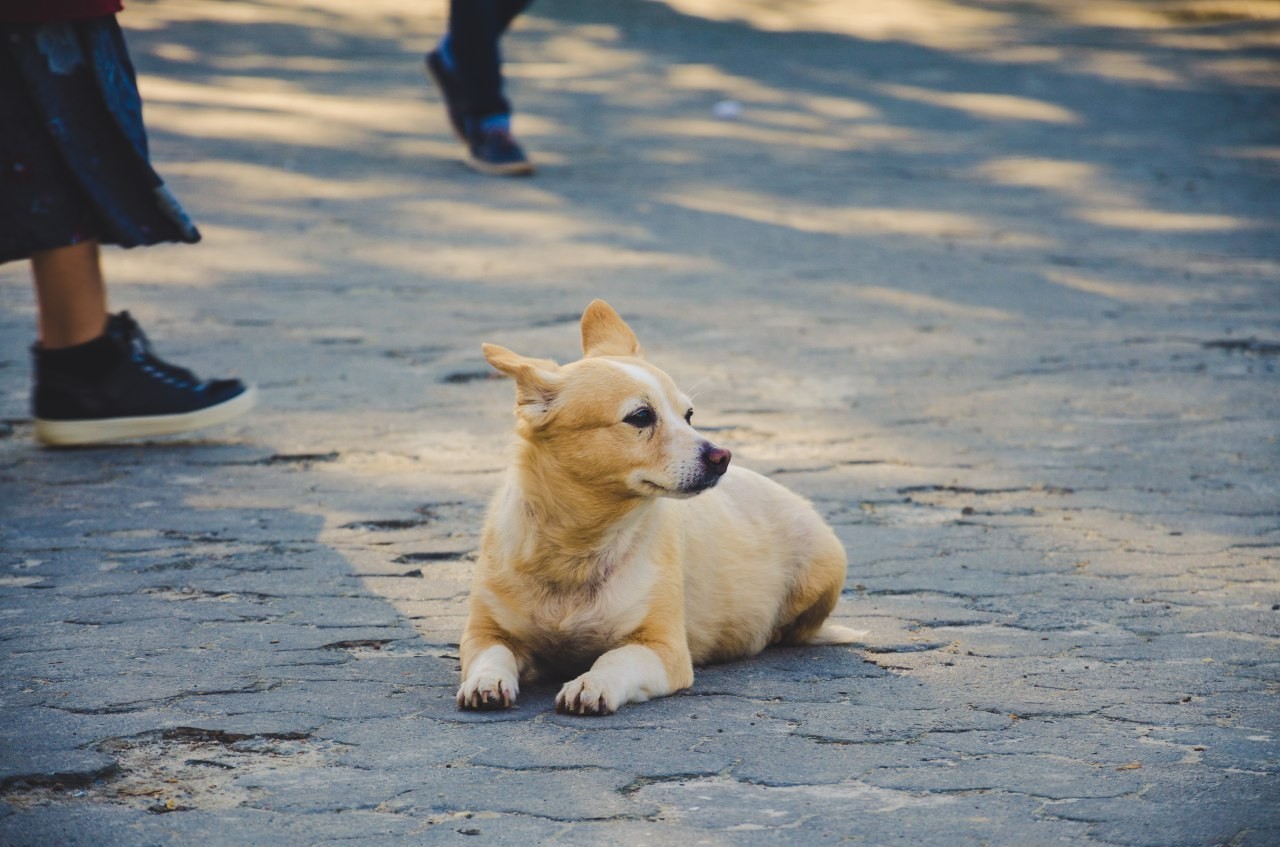 Dog dog #1 - My, Dog, Friend of human, Photo hunting, The photo, Nikon d5100