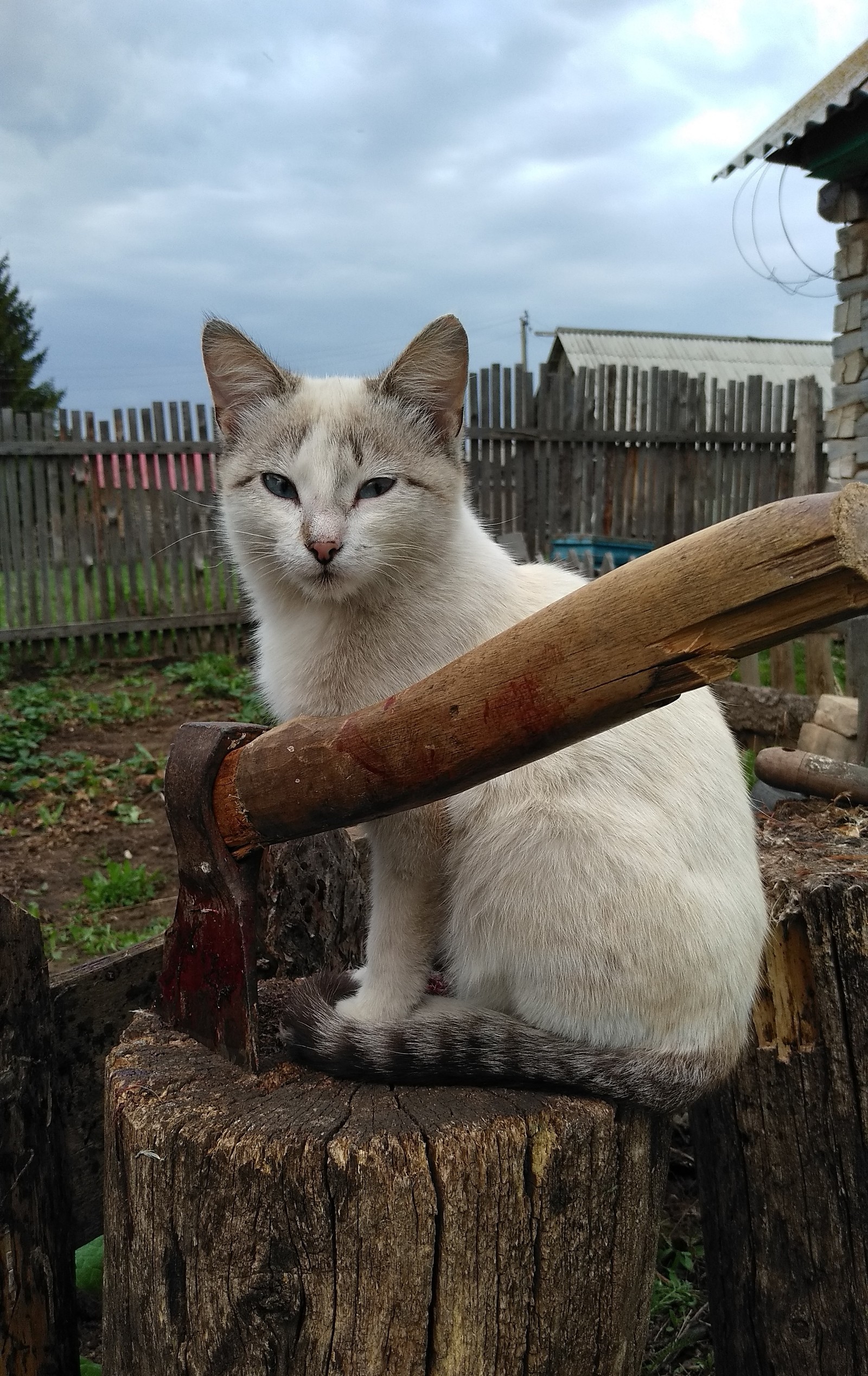 You are next - My, cat, Catomafia, Axe, Village