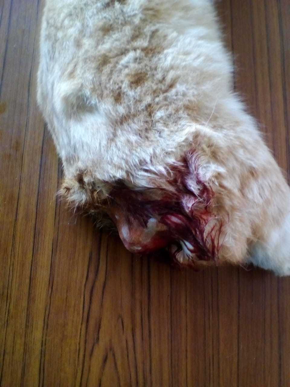 About human cruelty, a cat whose tail was broken - My, Tula, cat, Help, Cruelty, Video, Longpost