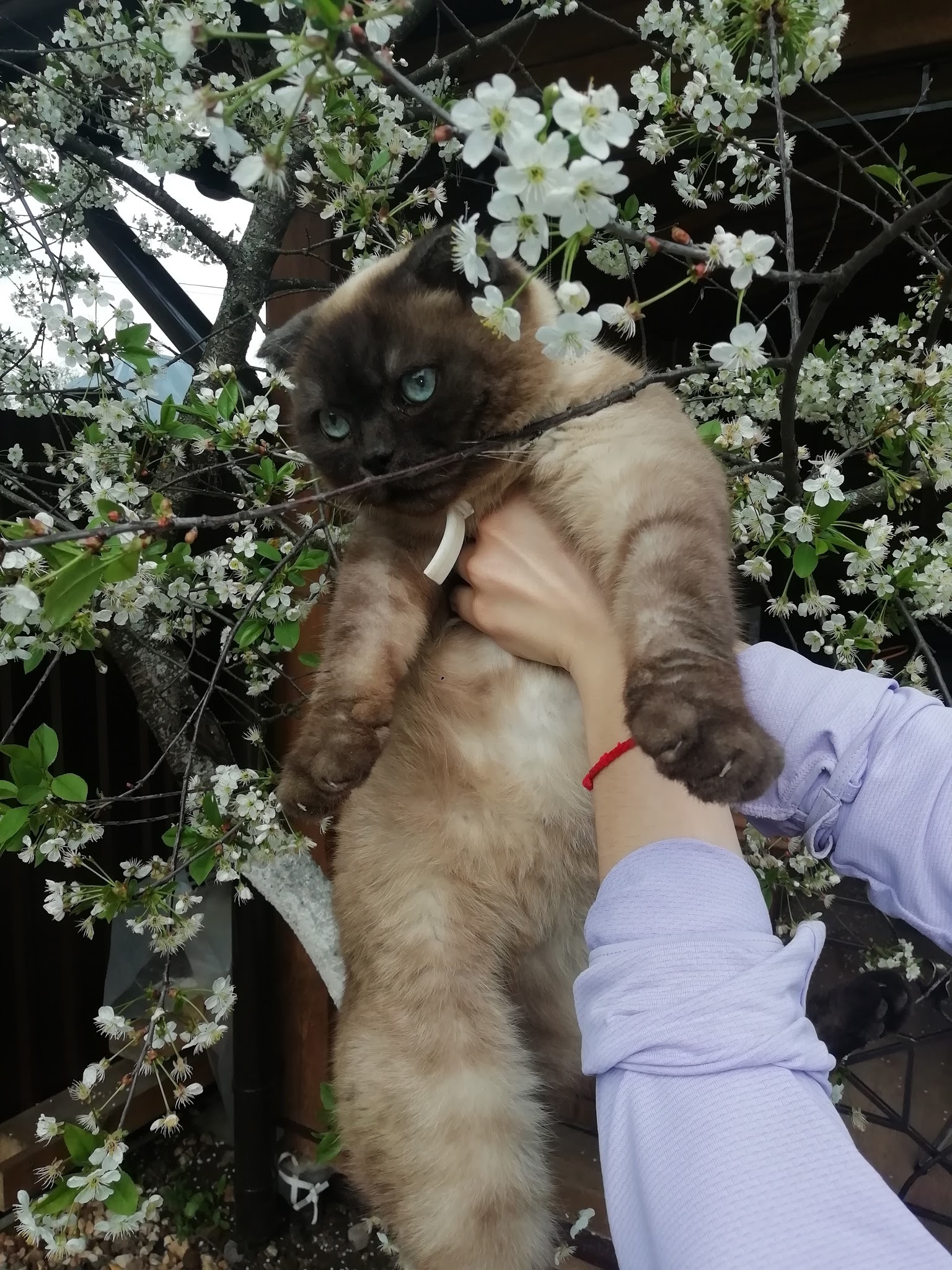 The cat is looking for a home - cat, Lost, Sergiev Posad, Pets, In good hands, Longpost, No rating