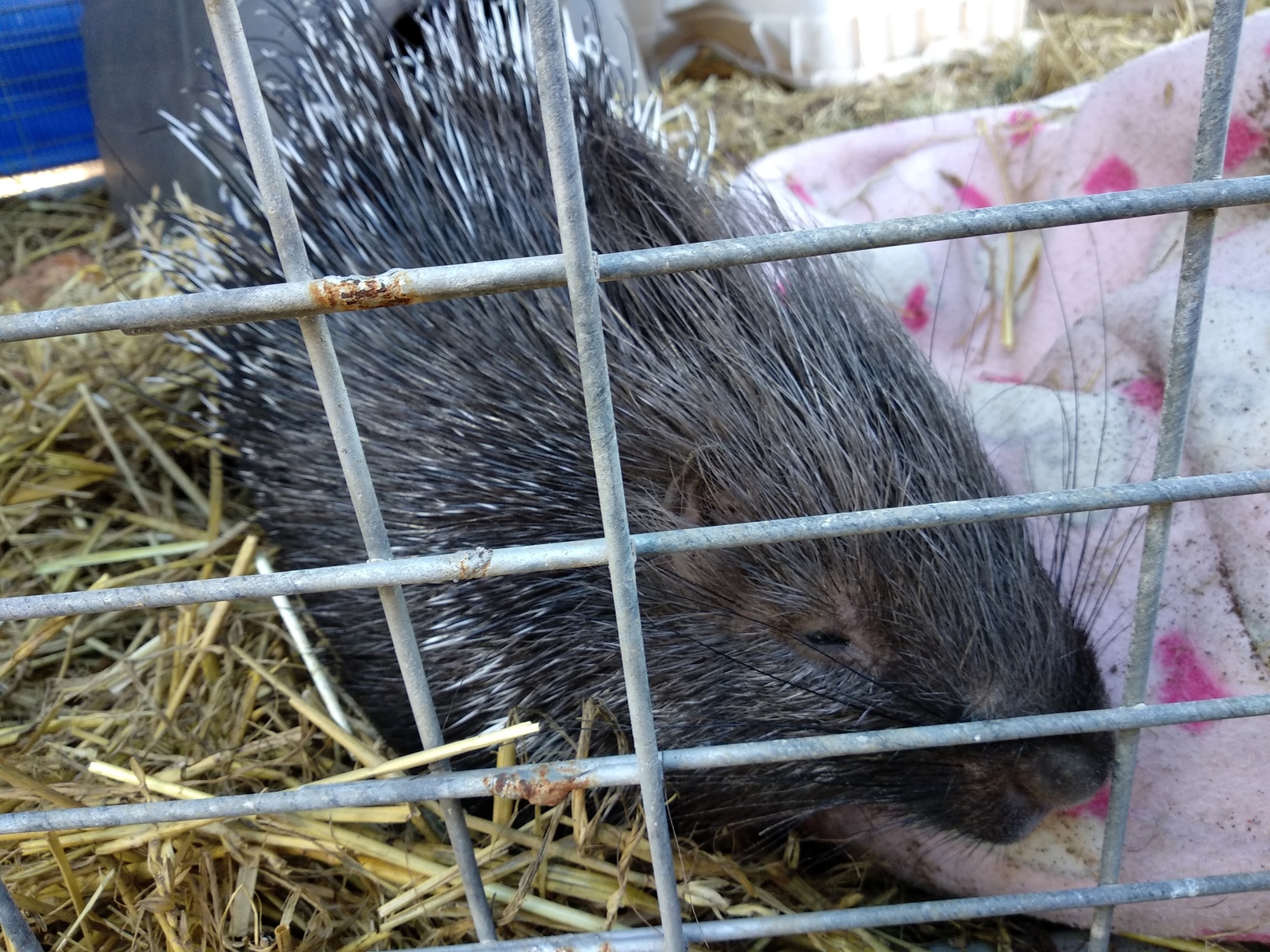 The porcupine has grown up - My, Animals, Milota, Porcupine, Israel, Longpost