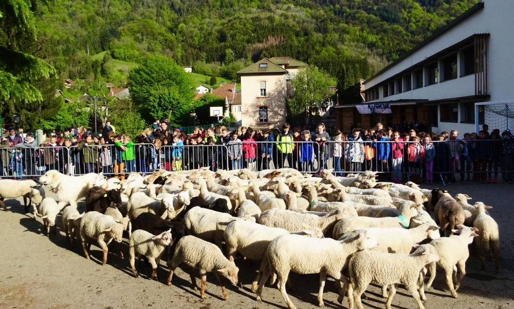 В деревенскую школу во Франции зачислили 15 баранов и овец | Пикабу