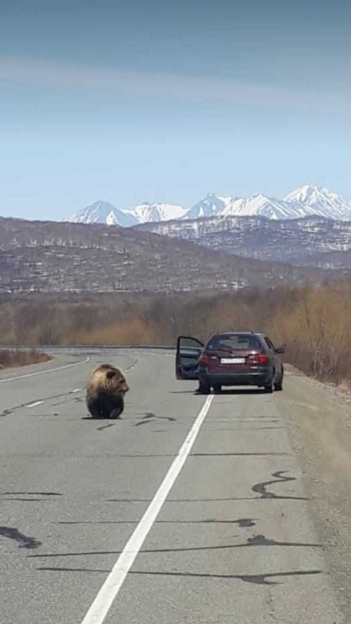 Весна наступила и хозяин леса вышел к людям - Медведи, Камчатка, Фотография, Длиннопост