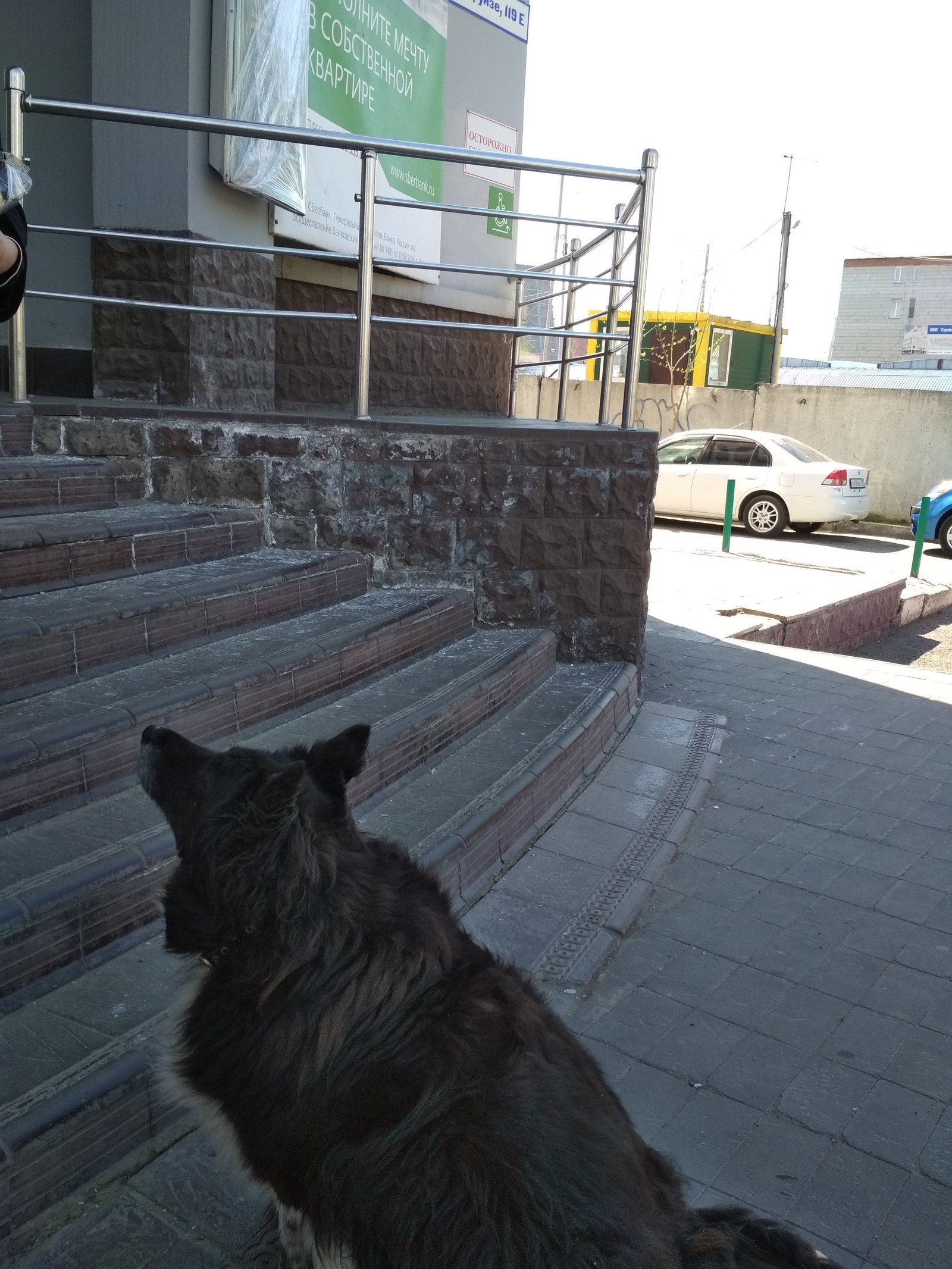 Tomsk. - My, Dog, Tomsk, A loss, Longpost, No rating