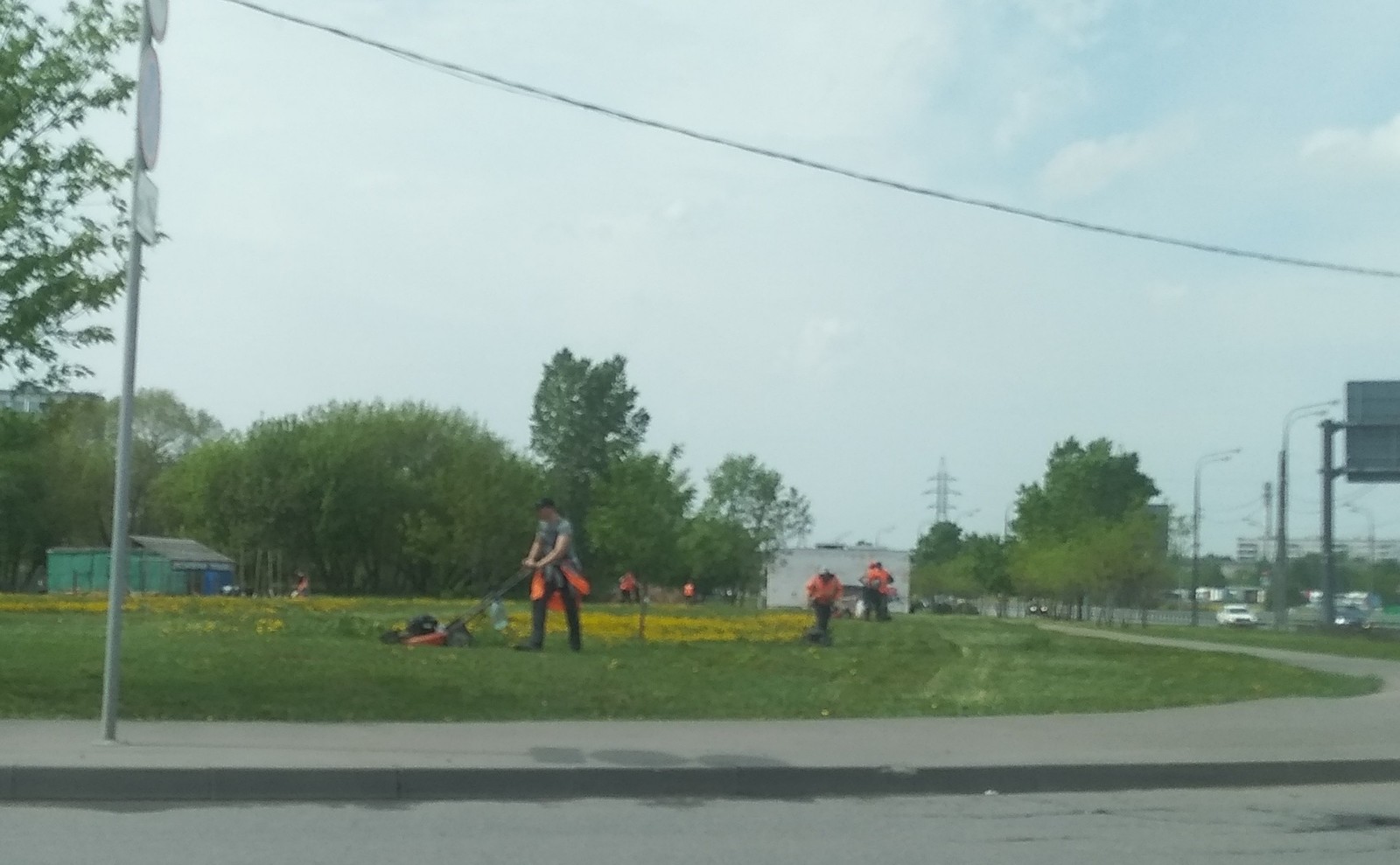 Dandelion field - My, Council, Dandelion, Utility services, Ugliness