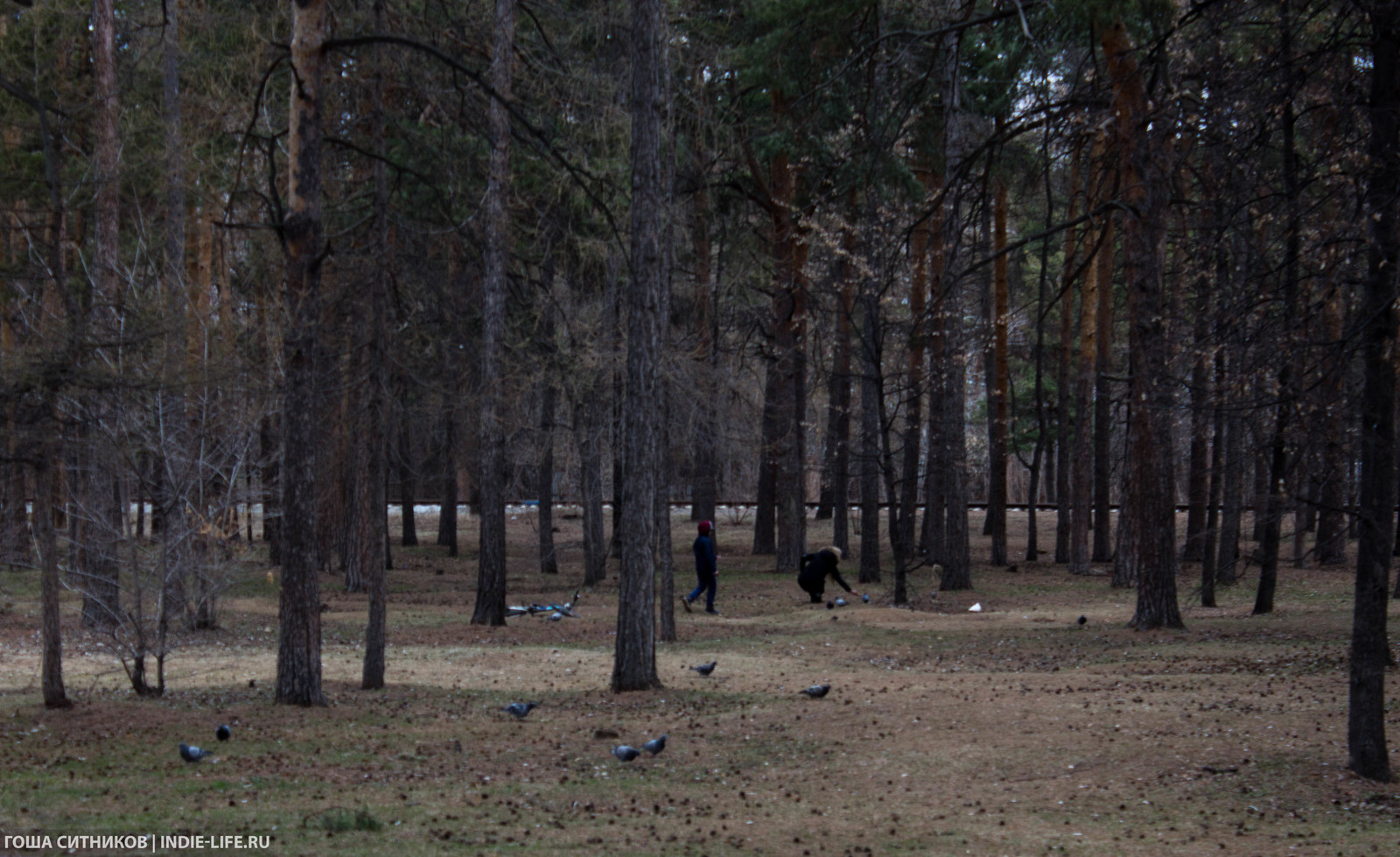 Челябинск. Скотовозки, заборы и хороший парк. - Моё, Россия, Челябинск, Урбанистика, Длиннопост