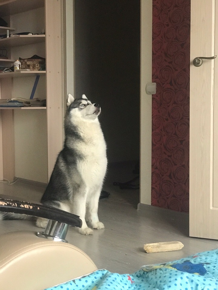 Merge of mind, cunning and... a cat - My, Husky, Dog, Animals, cat, Longpost